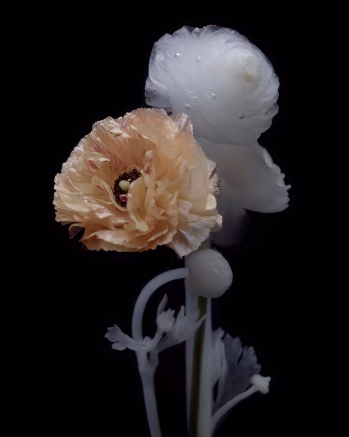 Ranunculus
