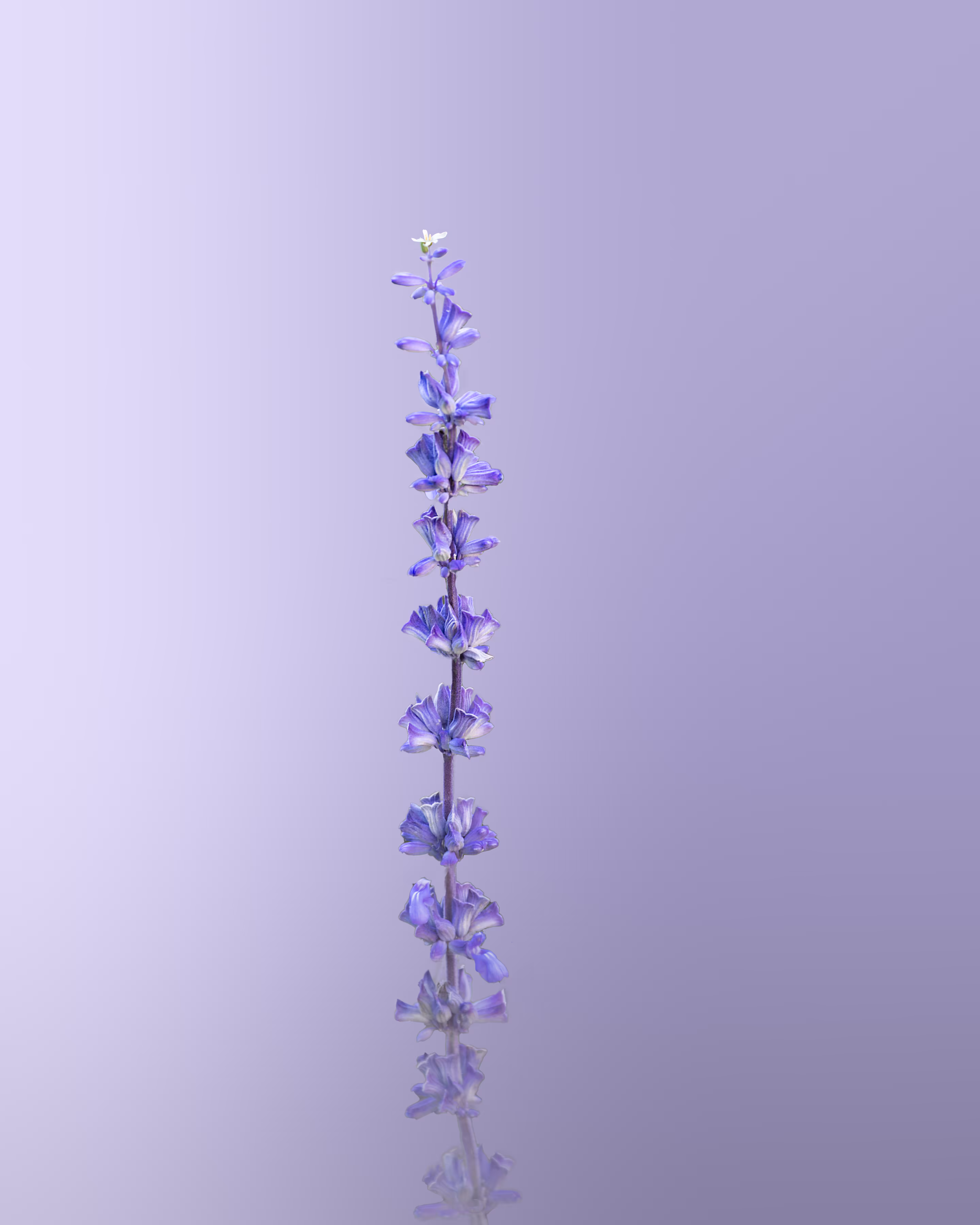 Purple Sage