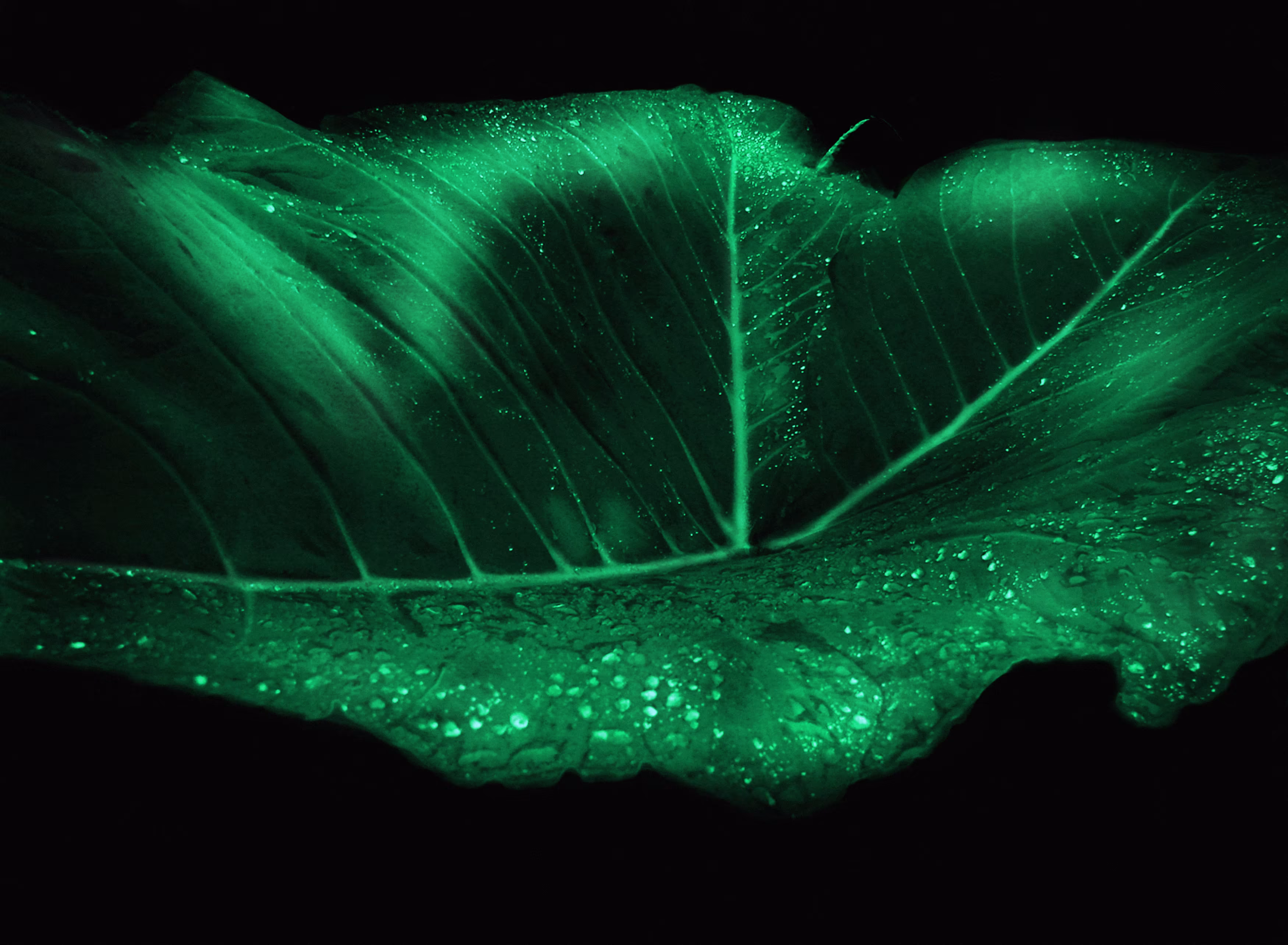 Taioba (From Herbarium Serie)