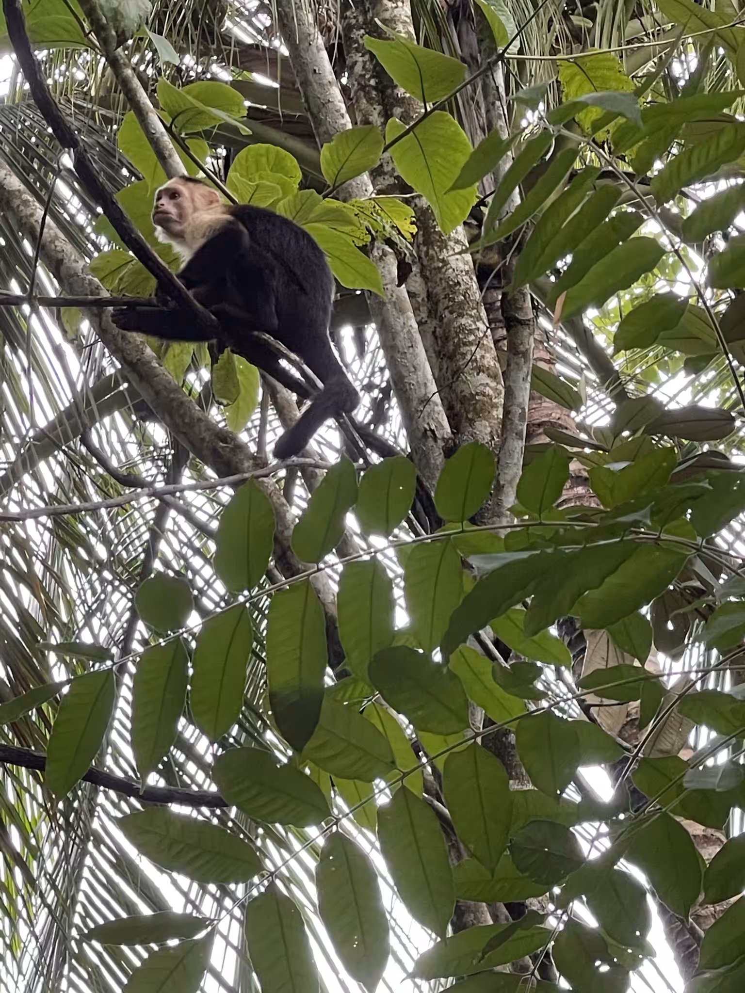 Peculiar Monkey 