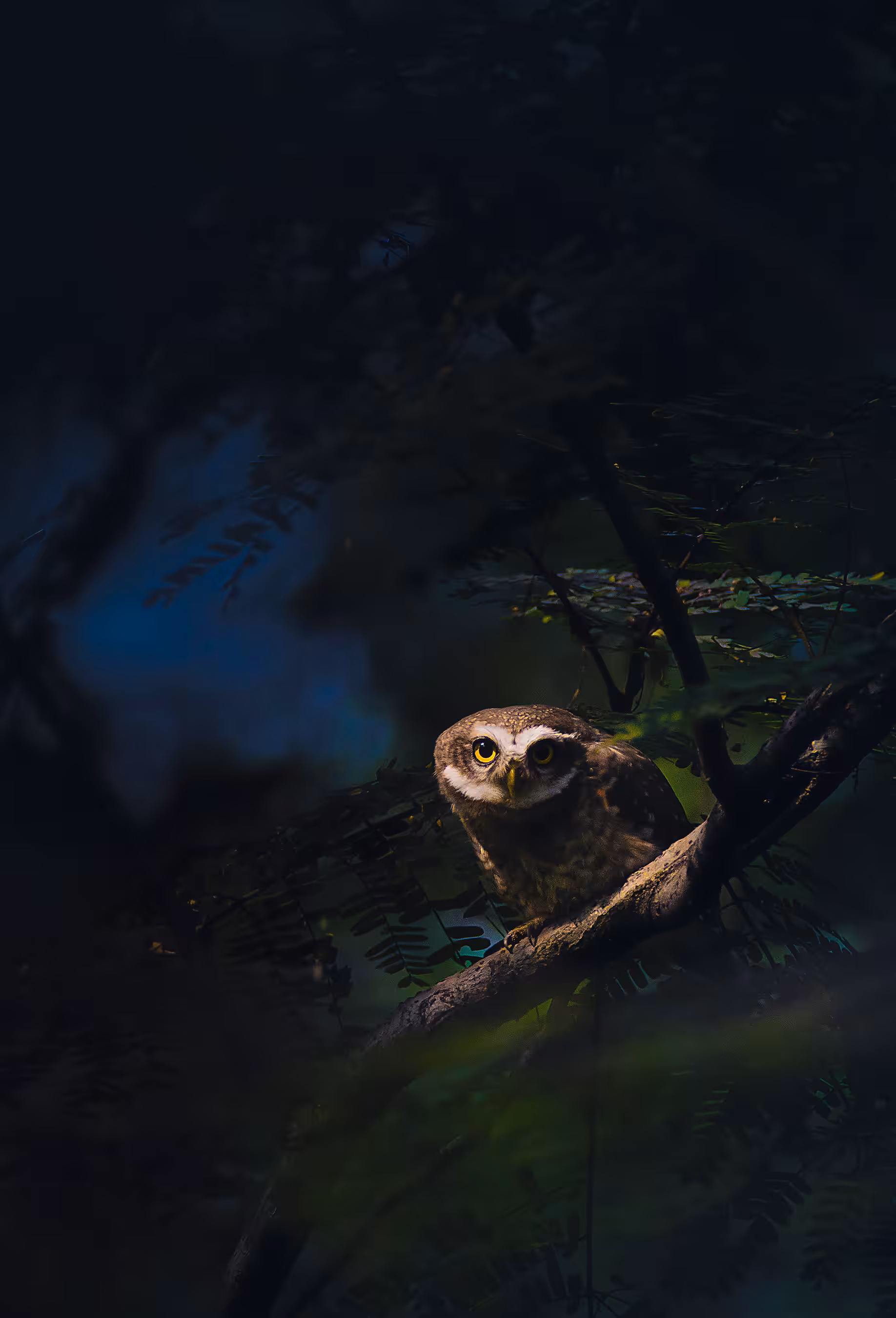 Spotted Owlet