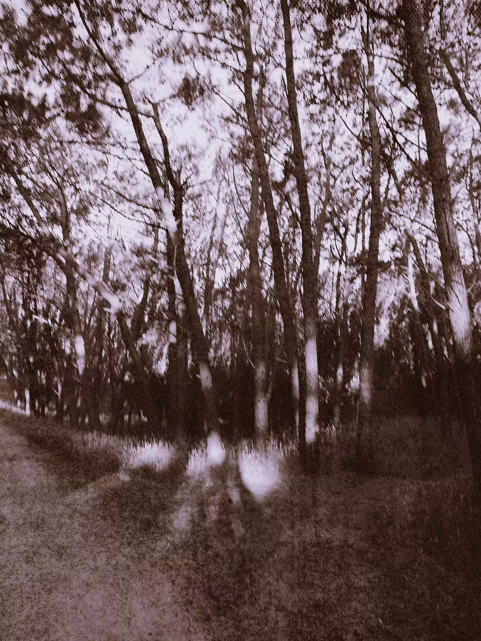 Rodeo posts: The forest I left behind (diptych)