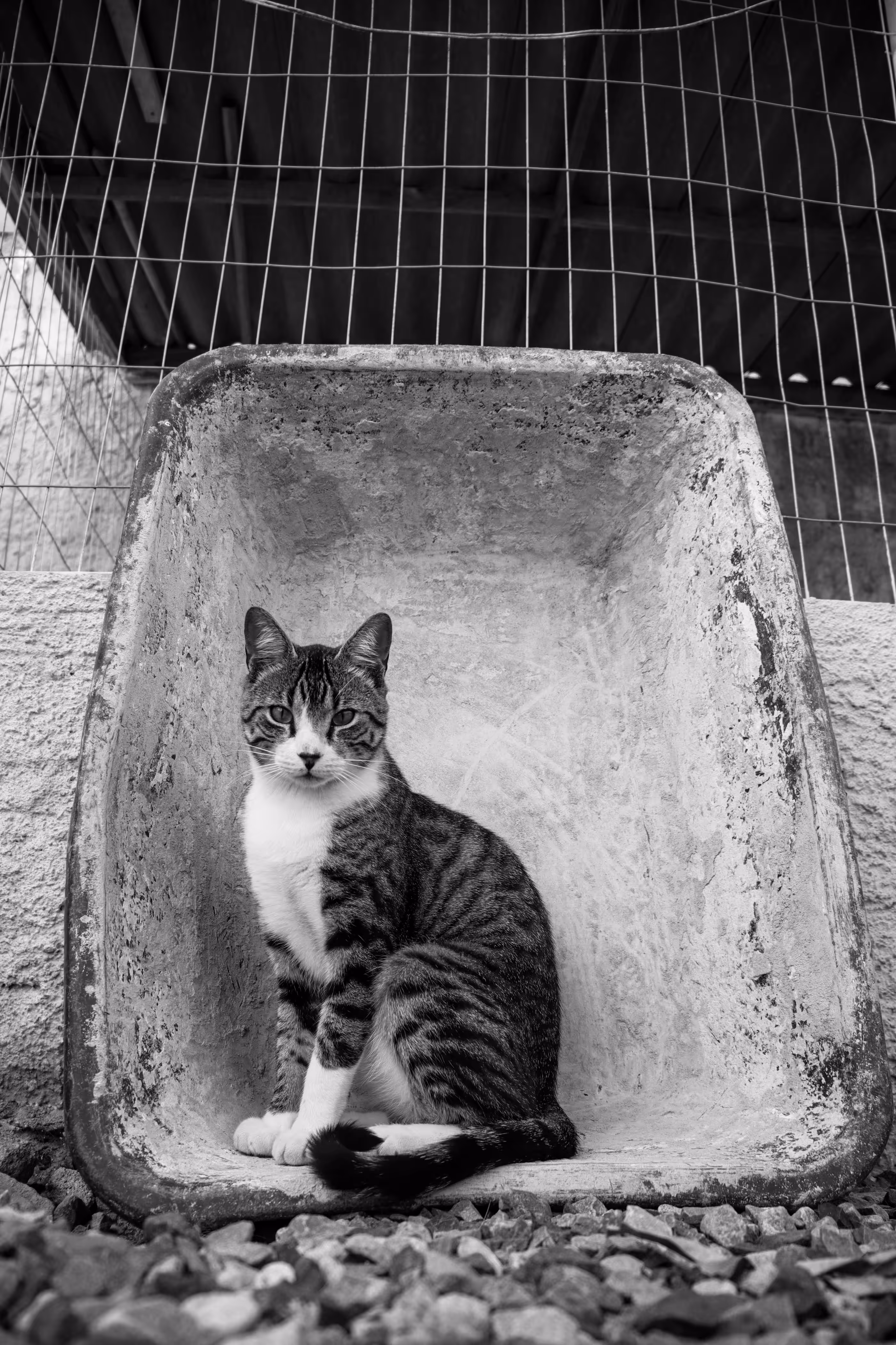 GATO 1 