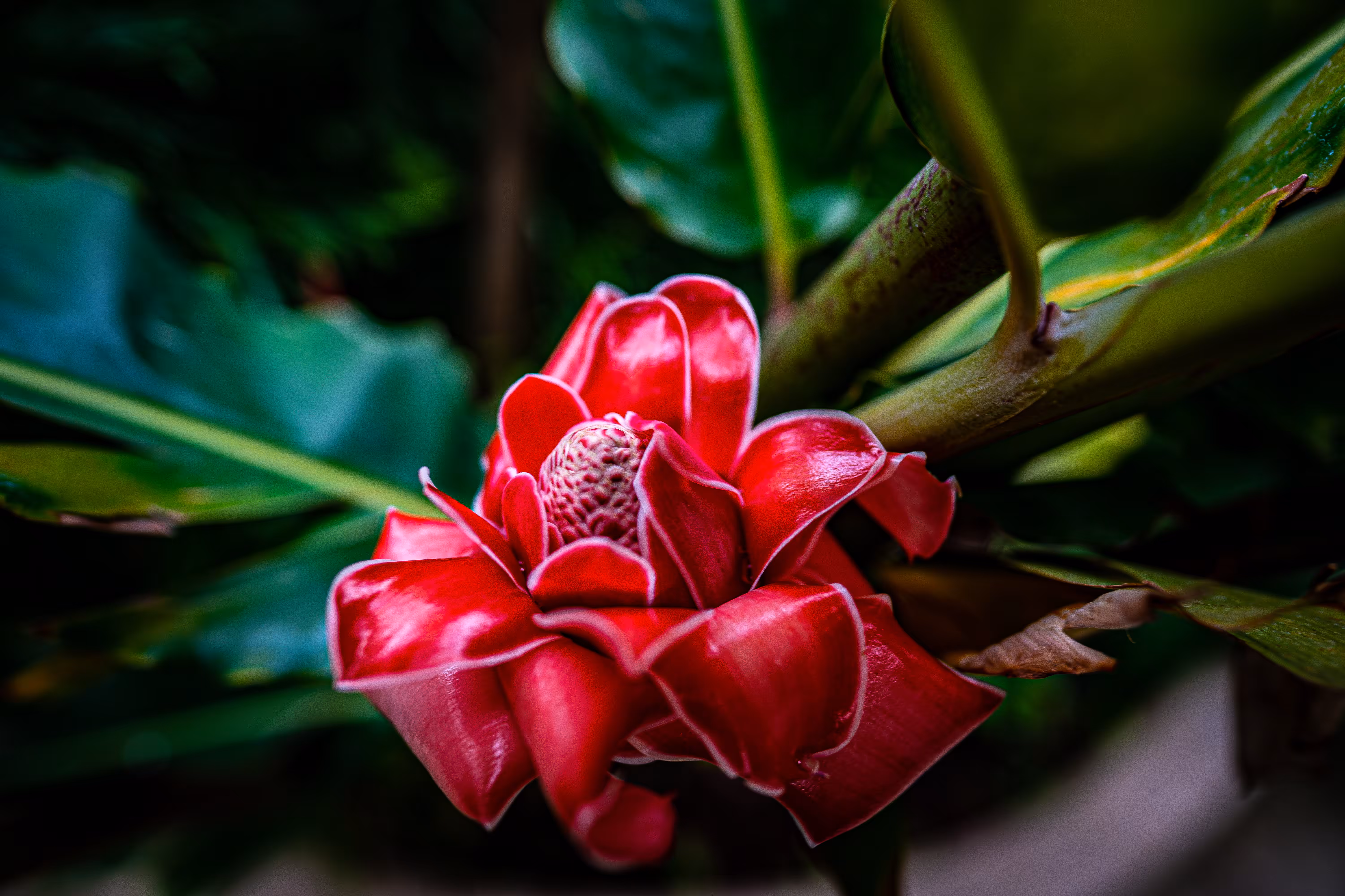 Rosy Flesh