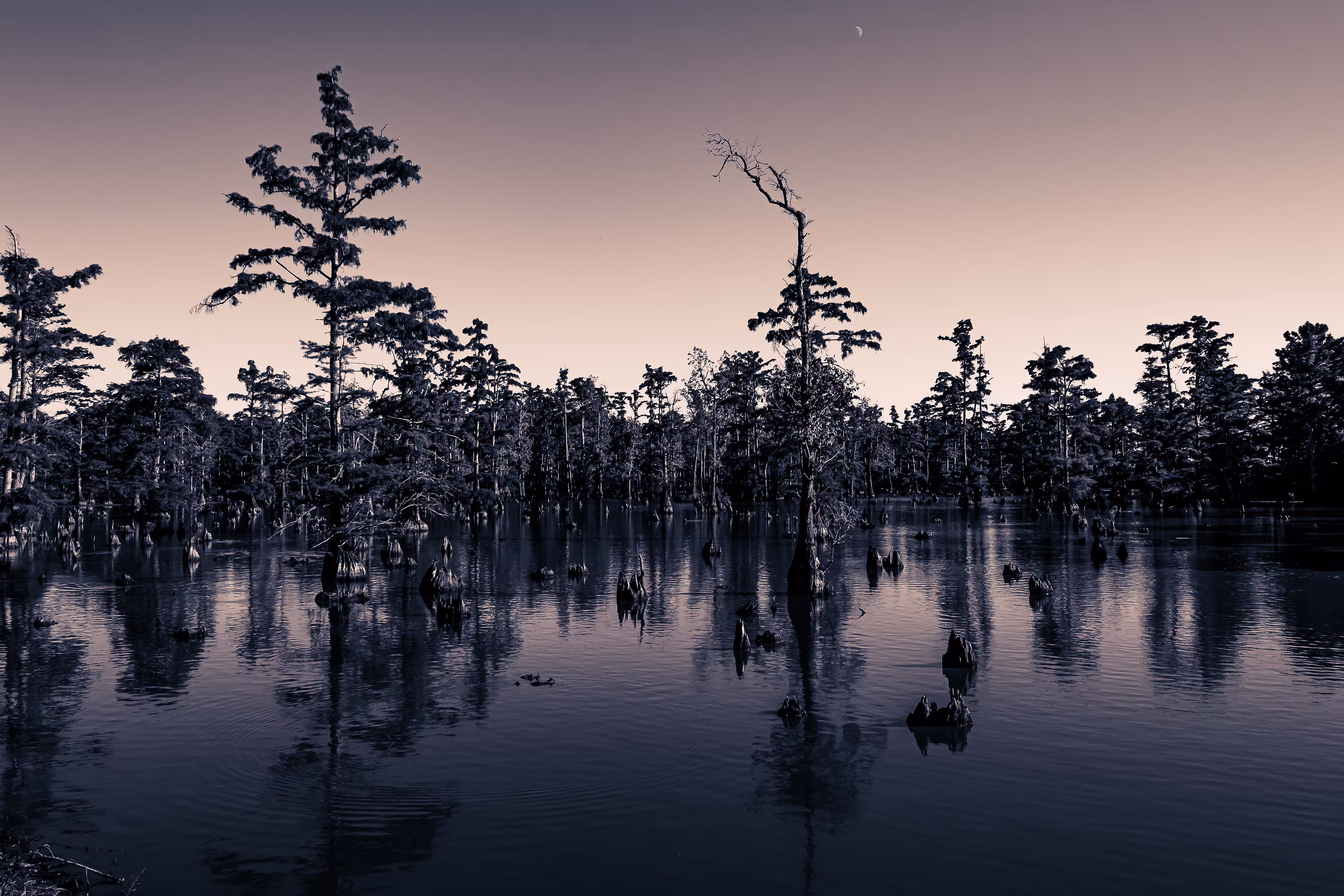 Swamp Things