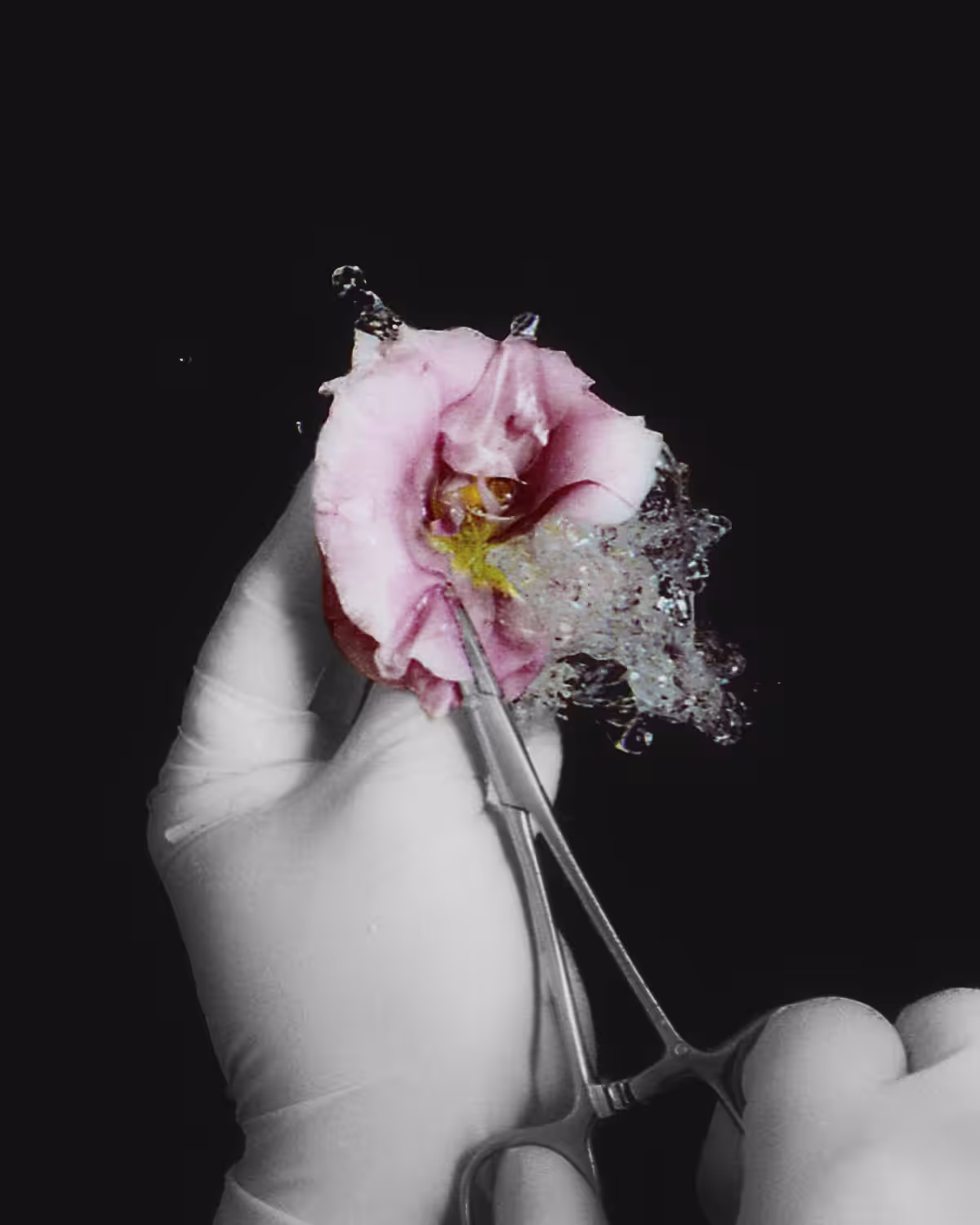my lovely flower