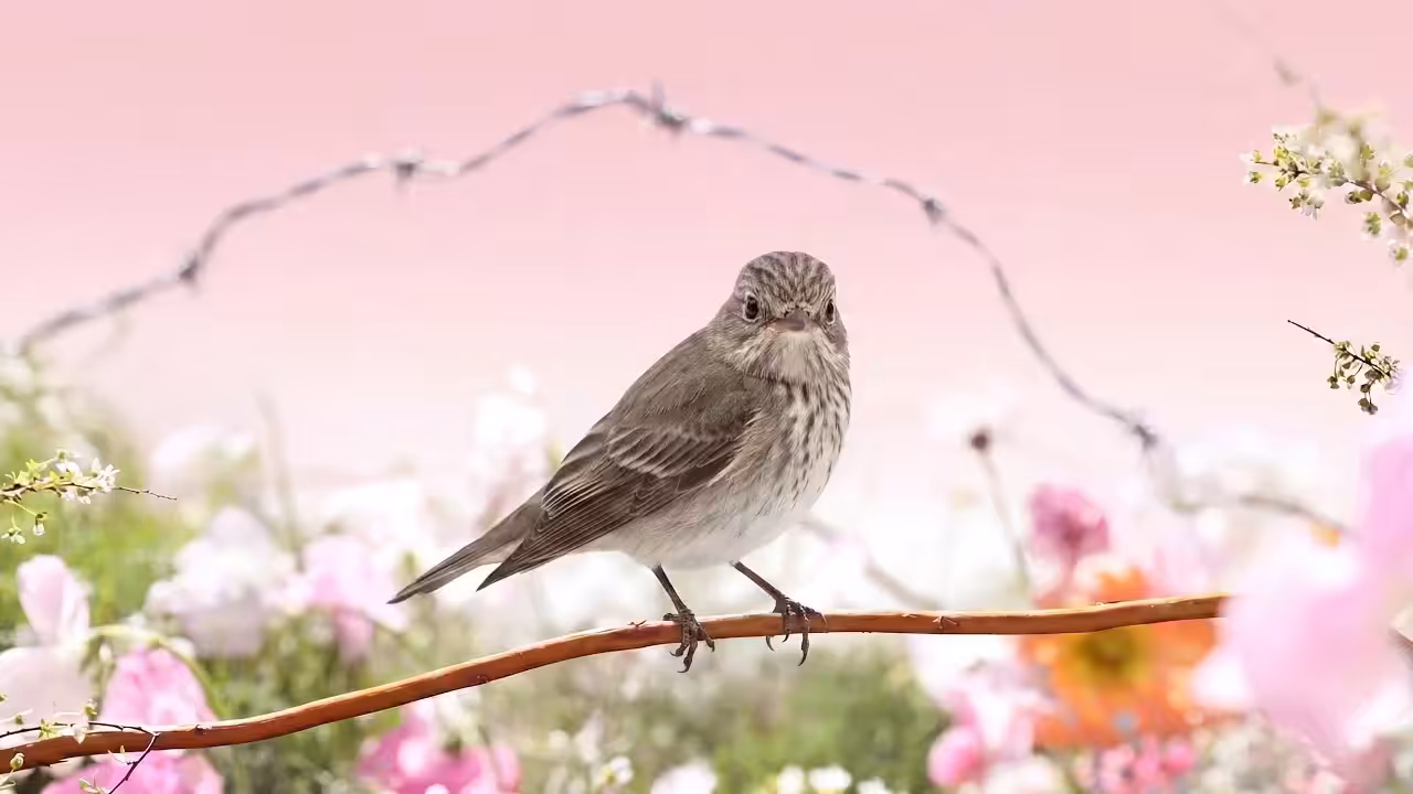Birds Observations: Sugaree, A Place Between