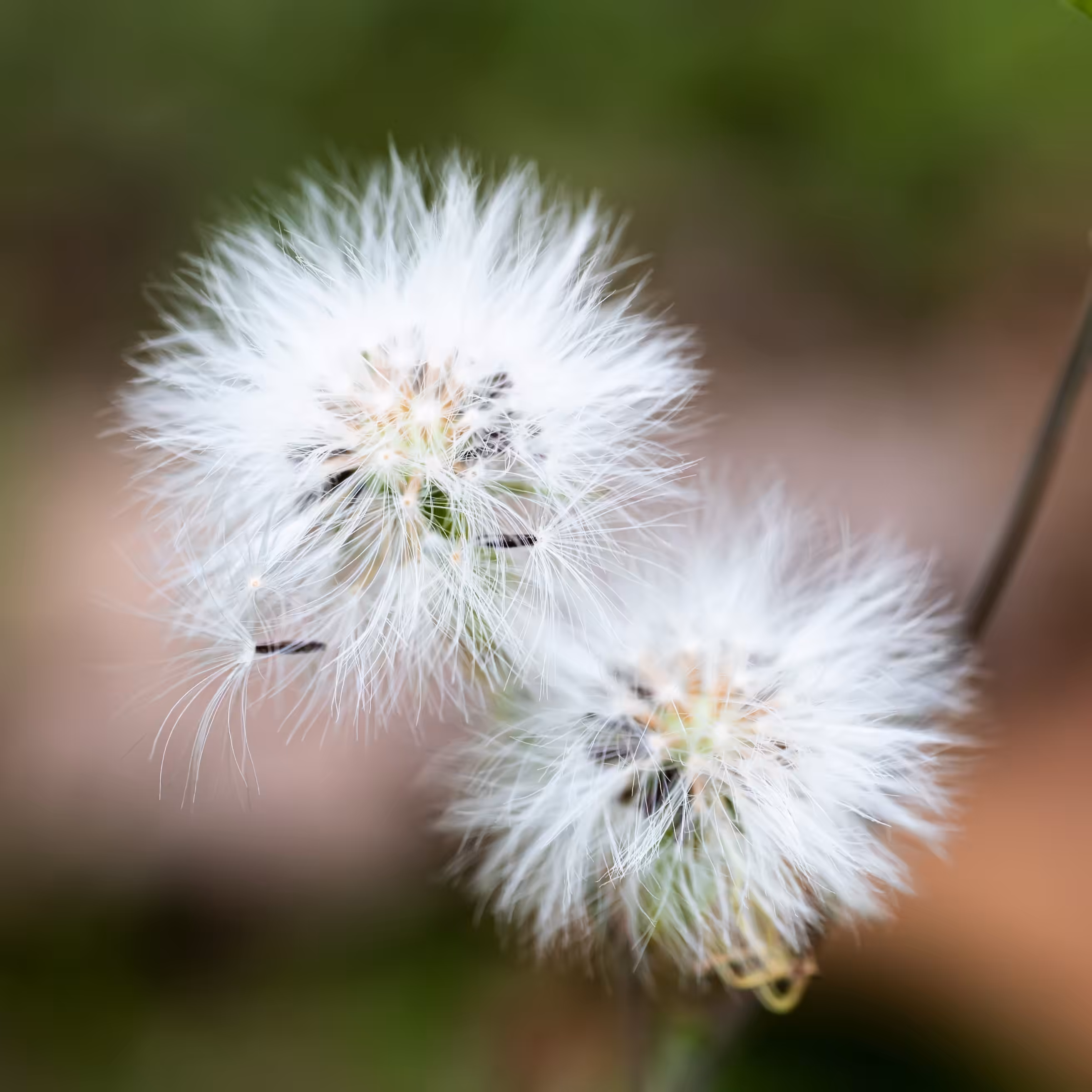 Dandelion