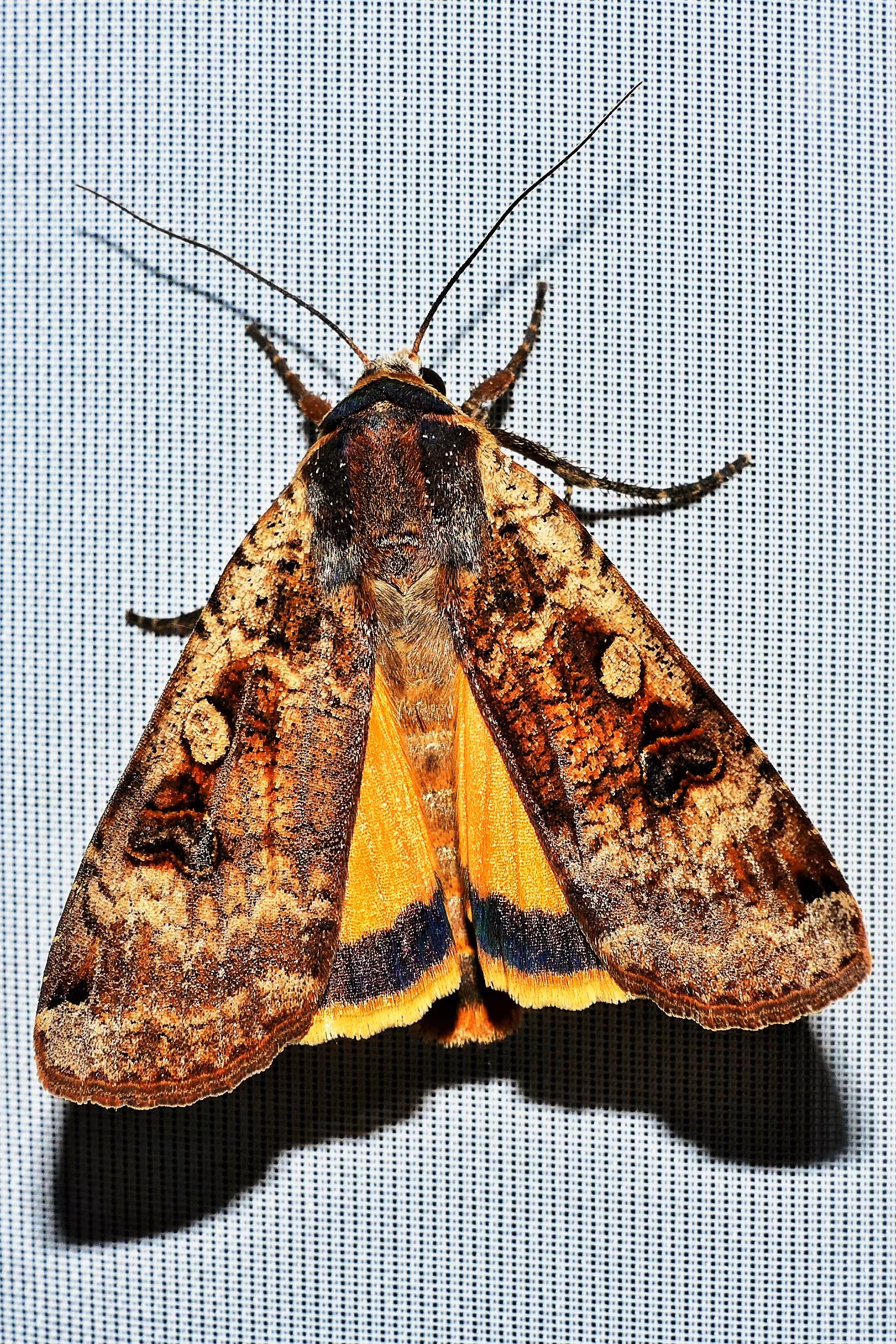 Large Yellow Underwing