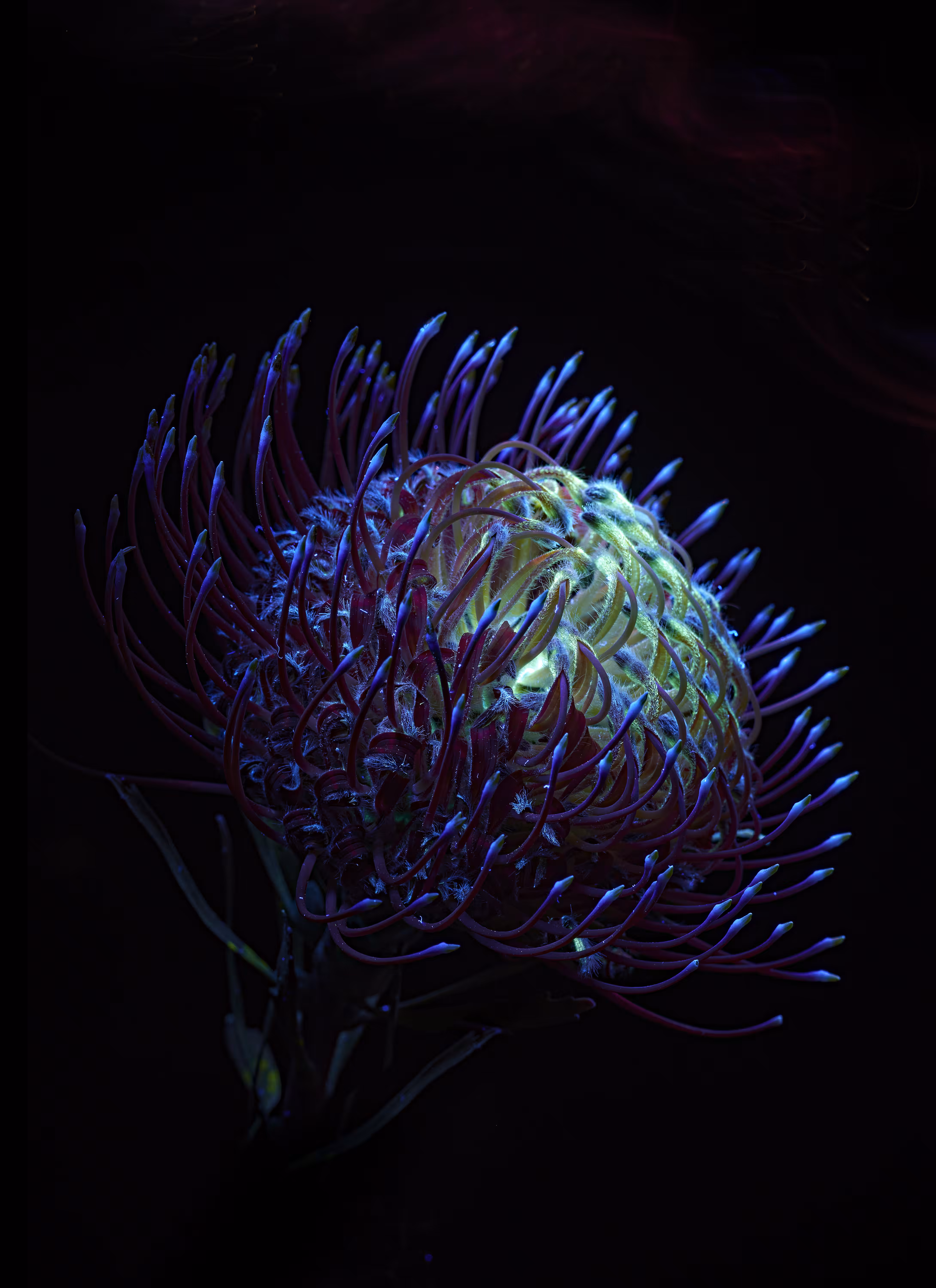 Resilience Leucospermum cordifolium ii