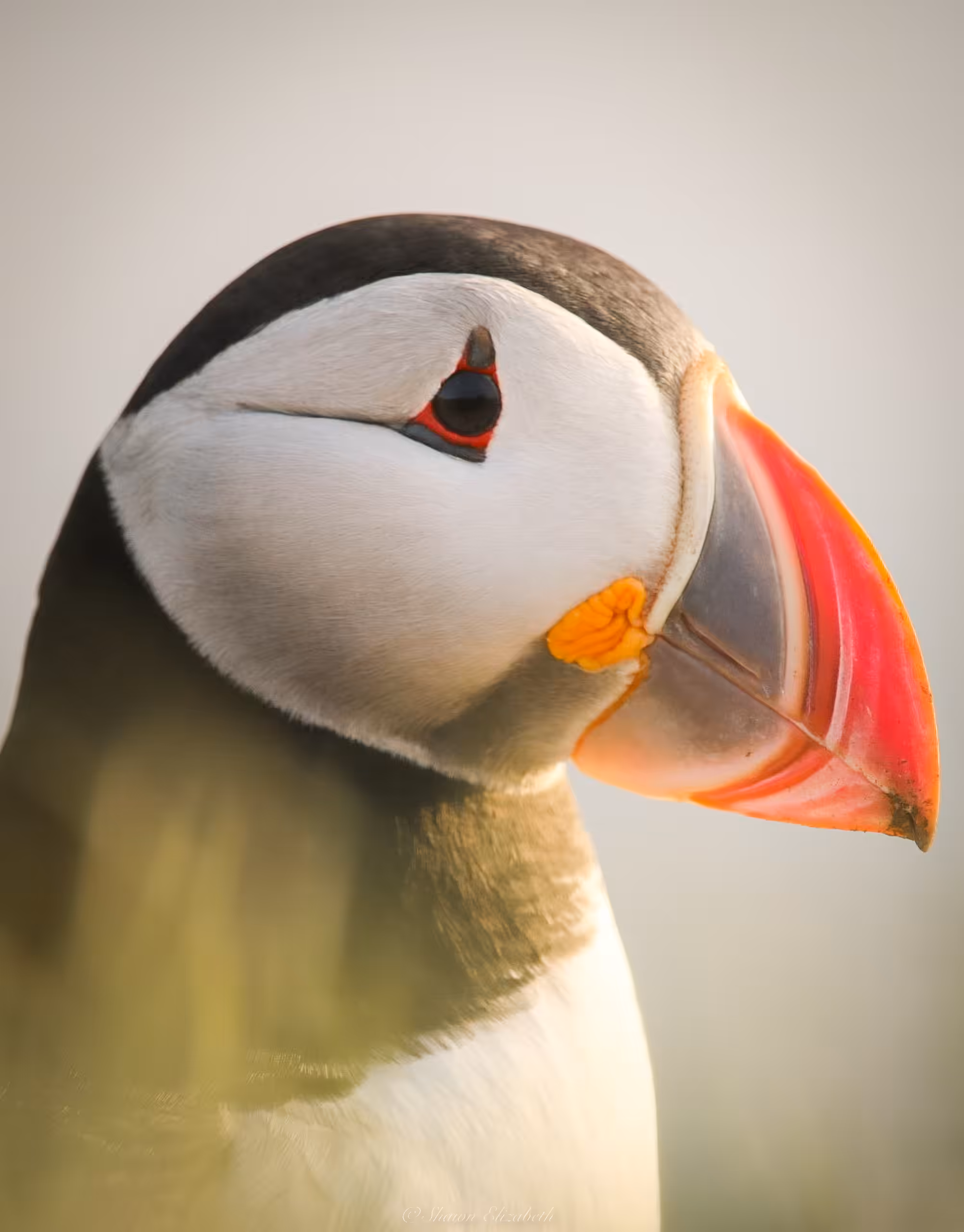 Icelandic Treasure