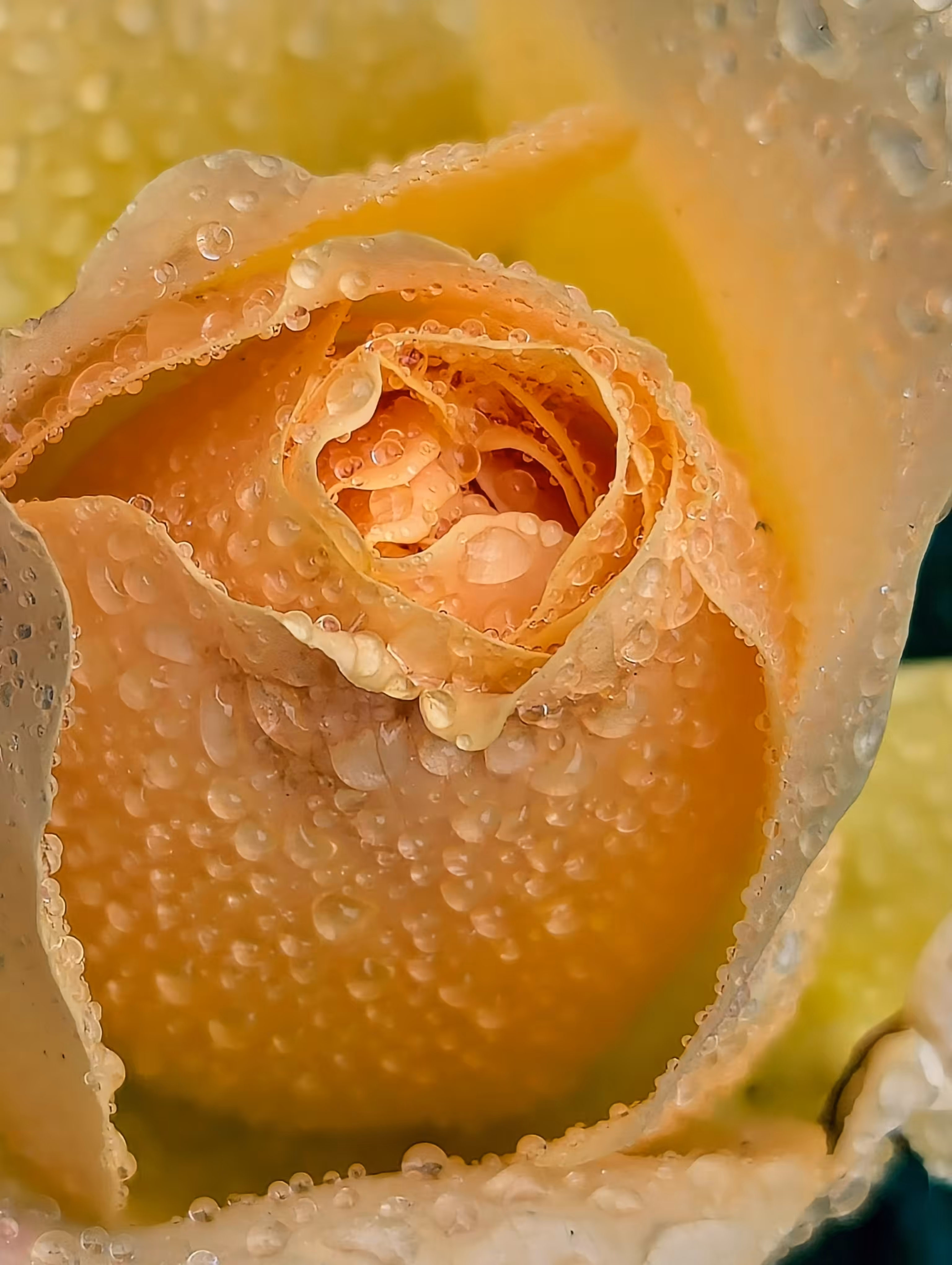 Luke_0x1 Photography : Rose Ball