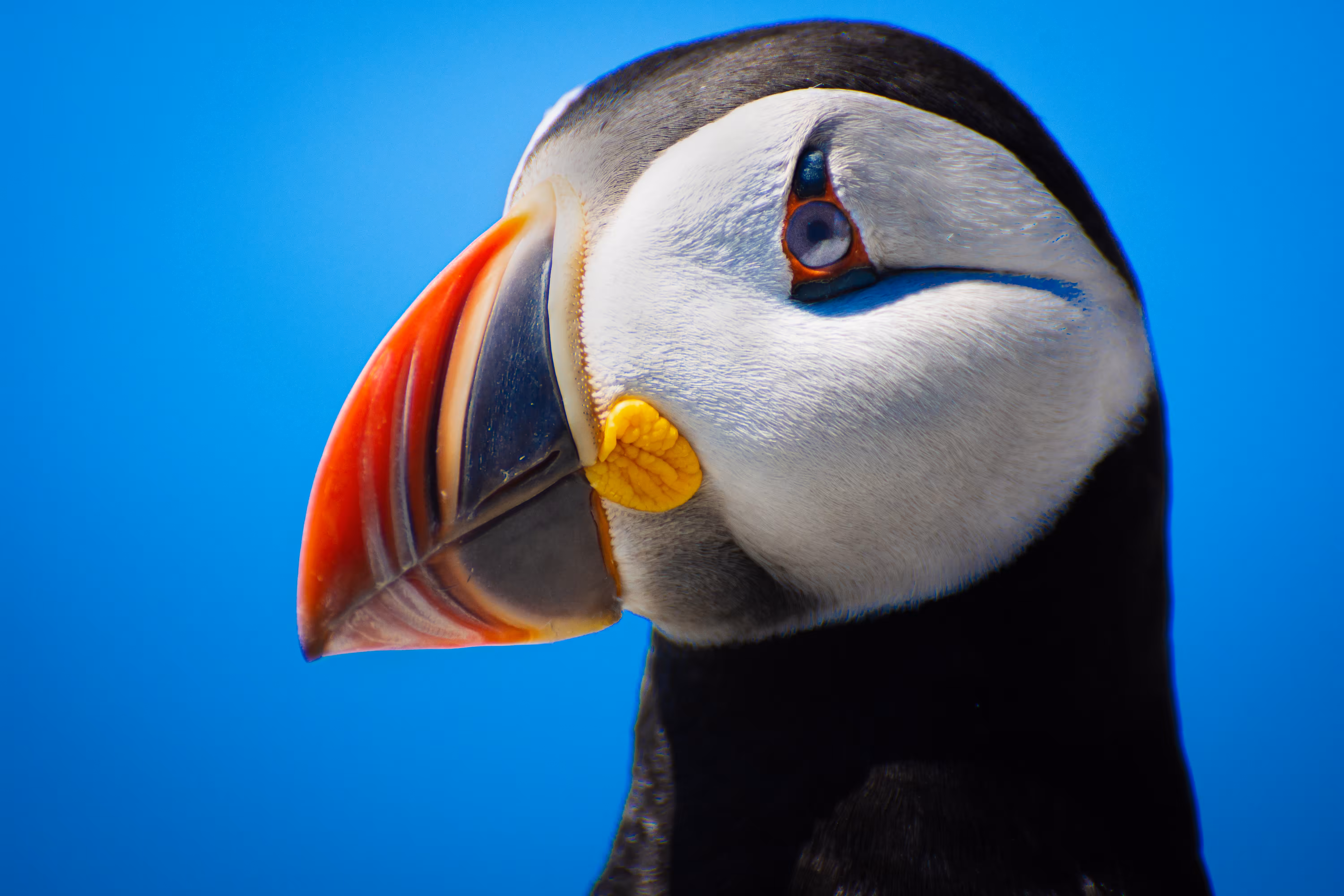 Puffin Portraits: The Puffin King