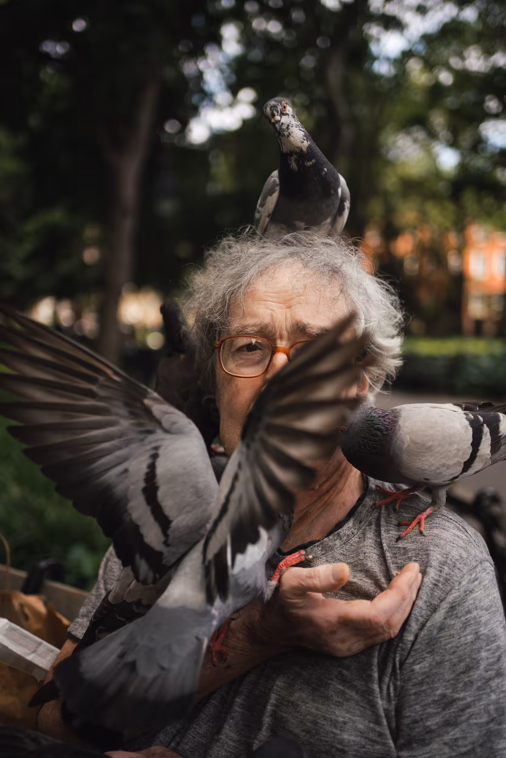 Pigeons #9/10