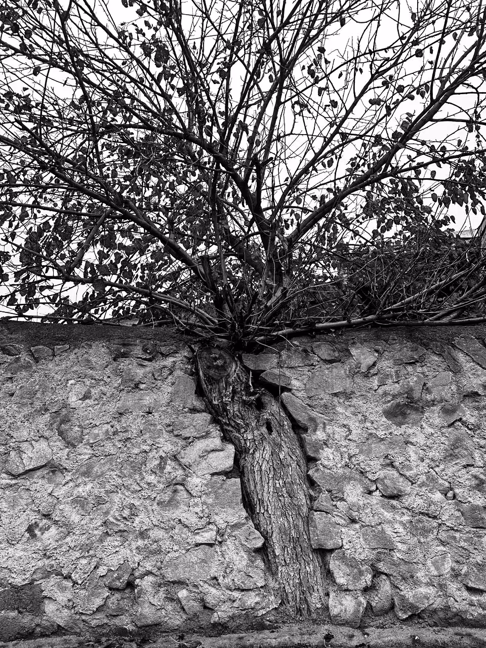 Resilient Roots