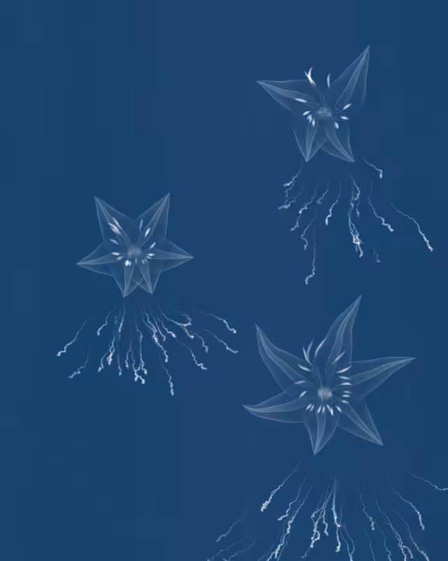 Cyanotypes #154