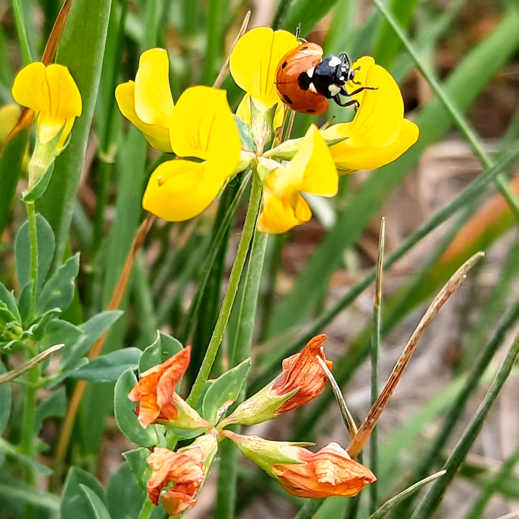 ladybug