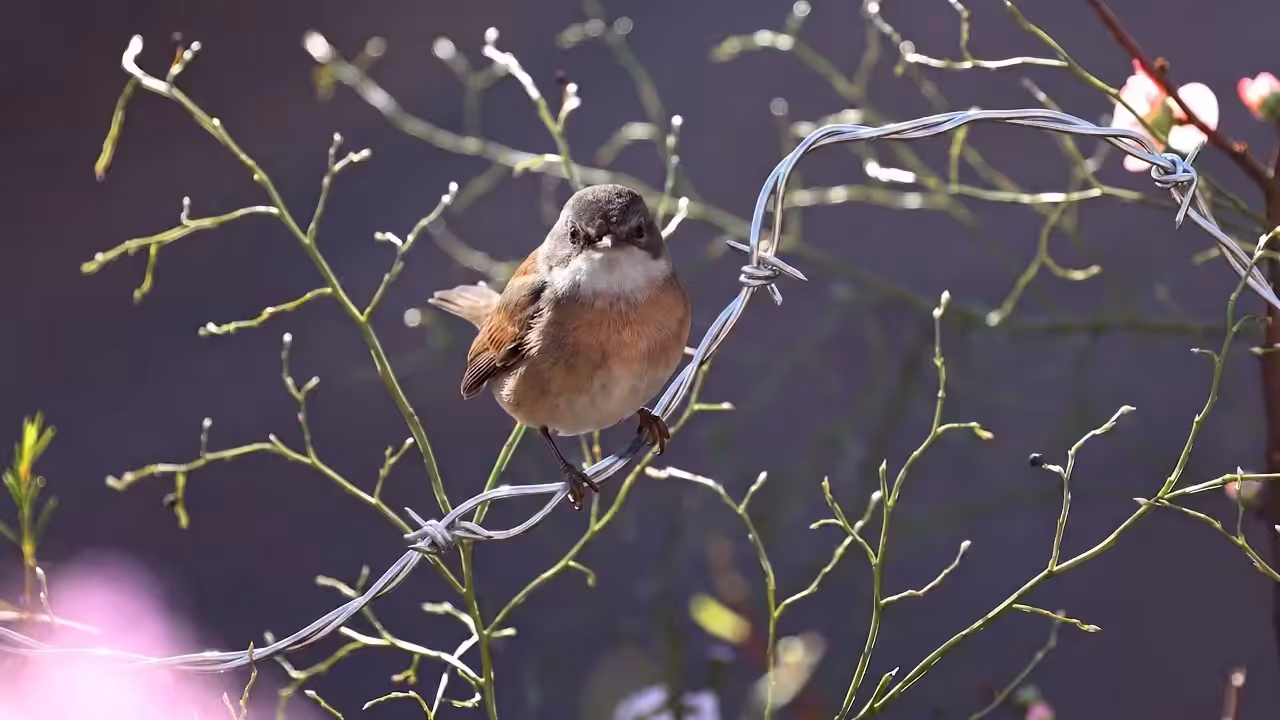 Birds Observations: Quinn, The Last Light