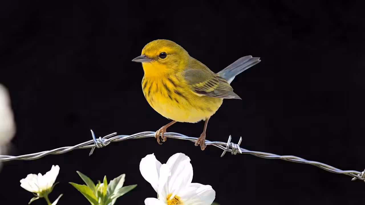 Bumble's Home