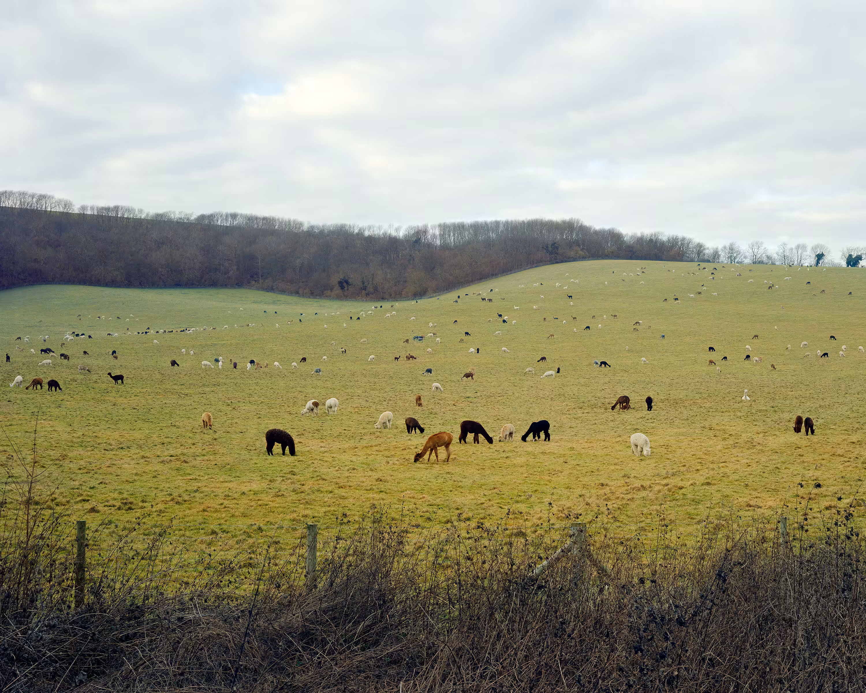 Bastard Countryside #20 Alpaca Farm