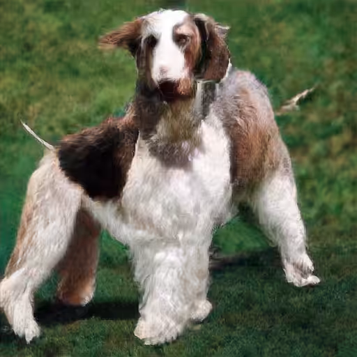 NEURAL HOUND