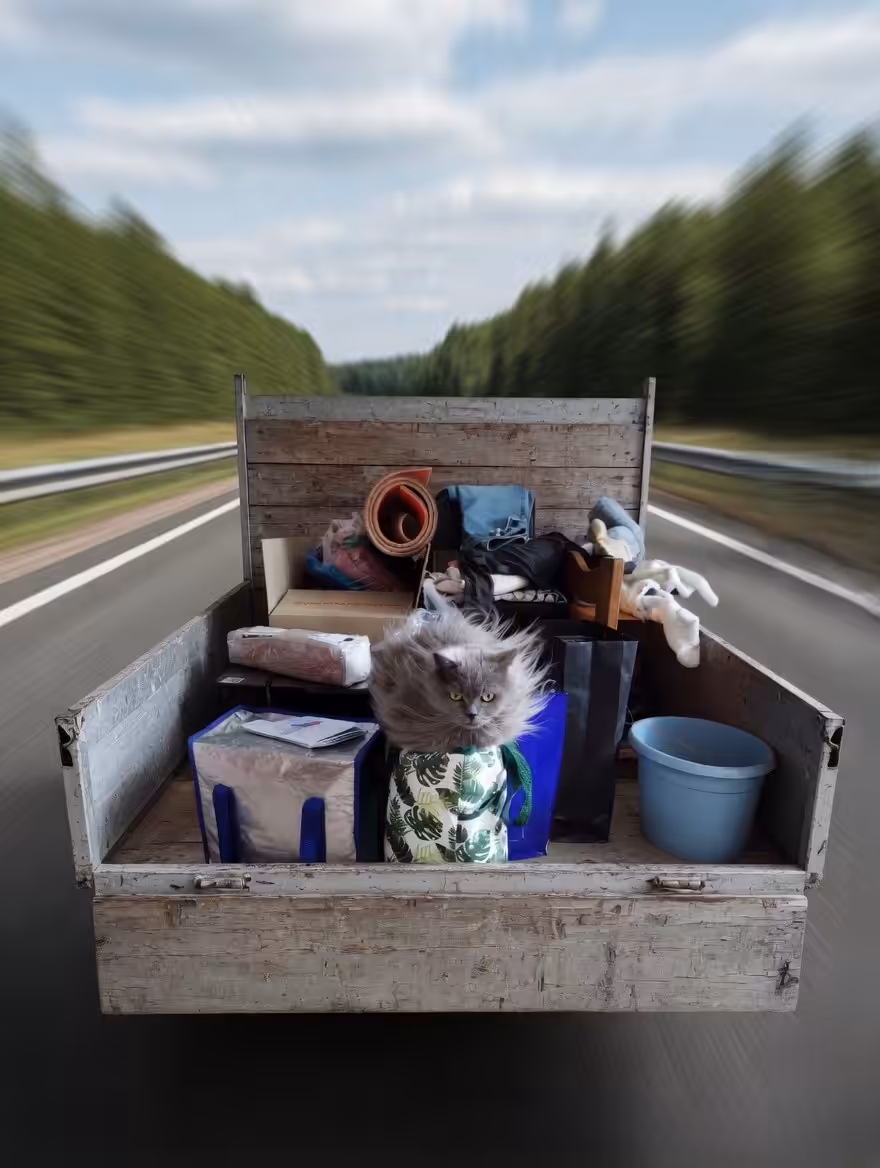 Cat migration