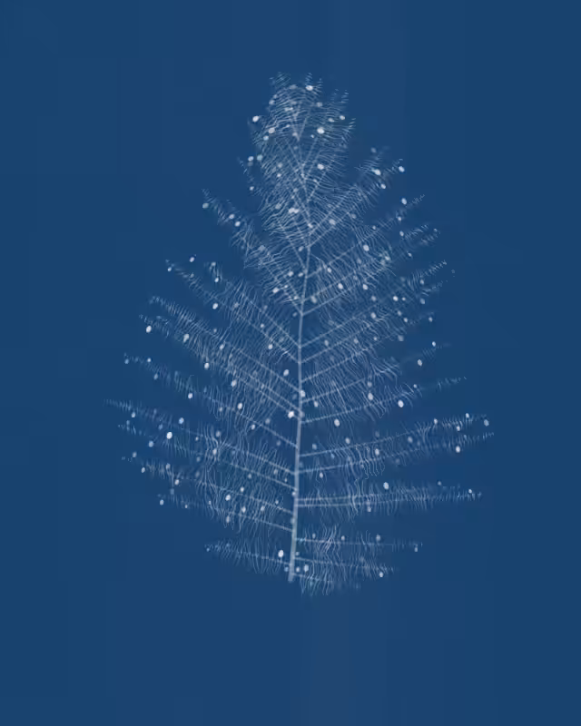 Cyanotypes #248