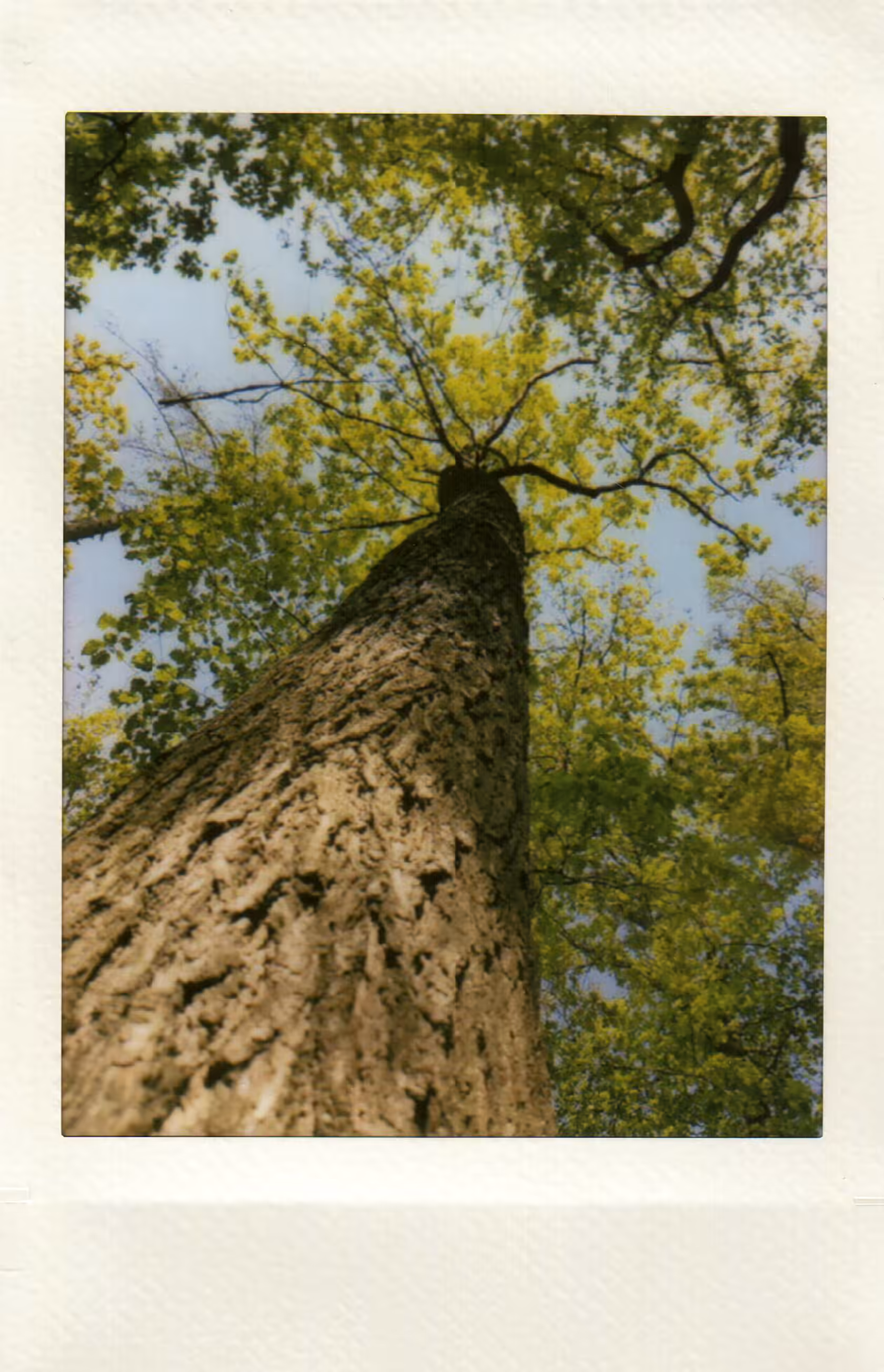 Tree of Life