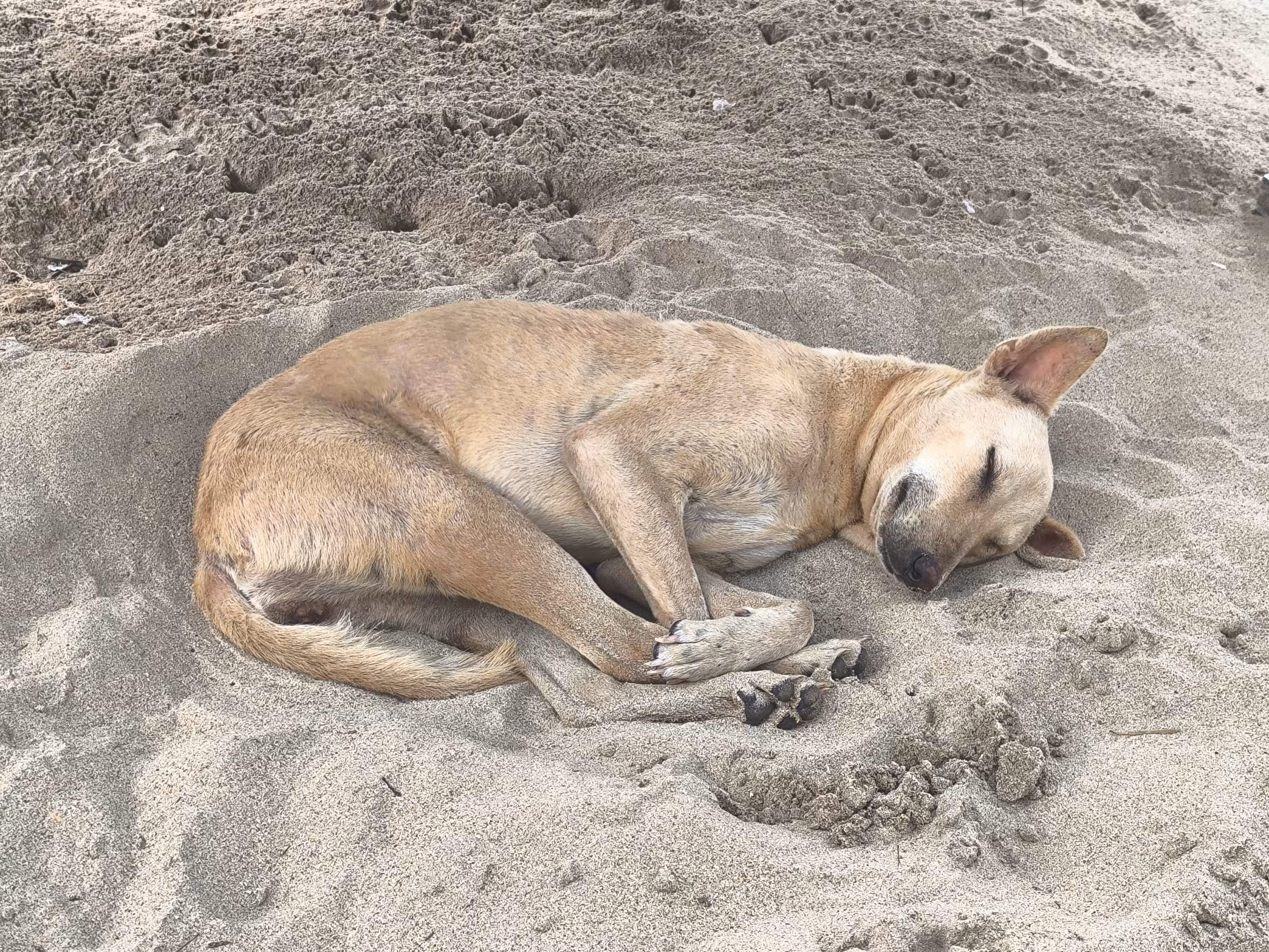 Siesta