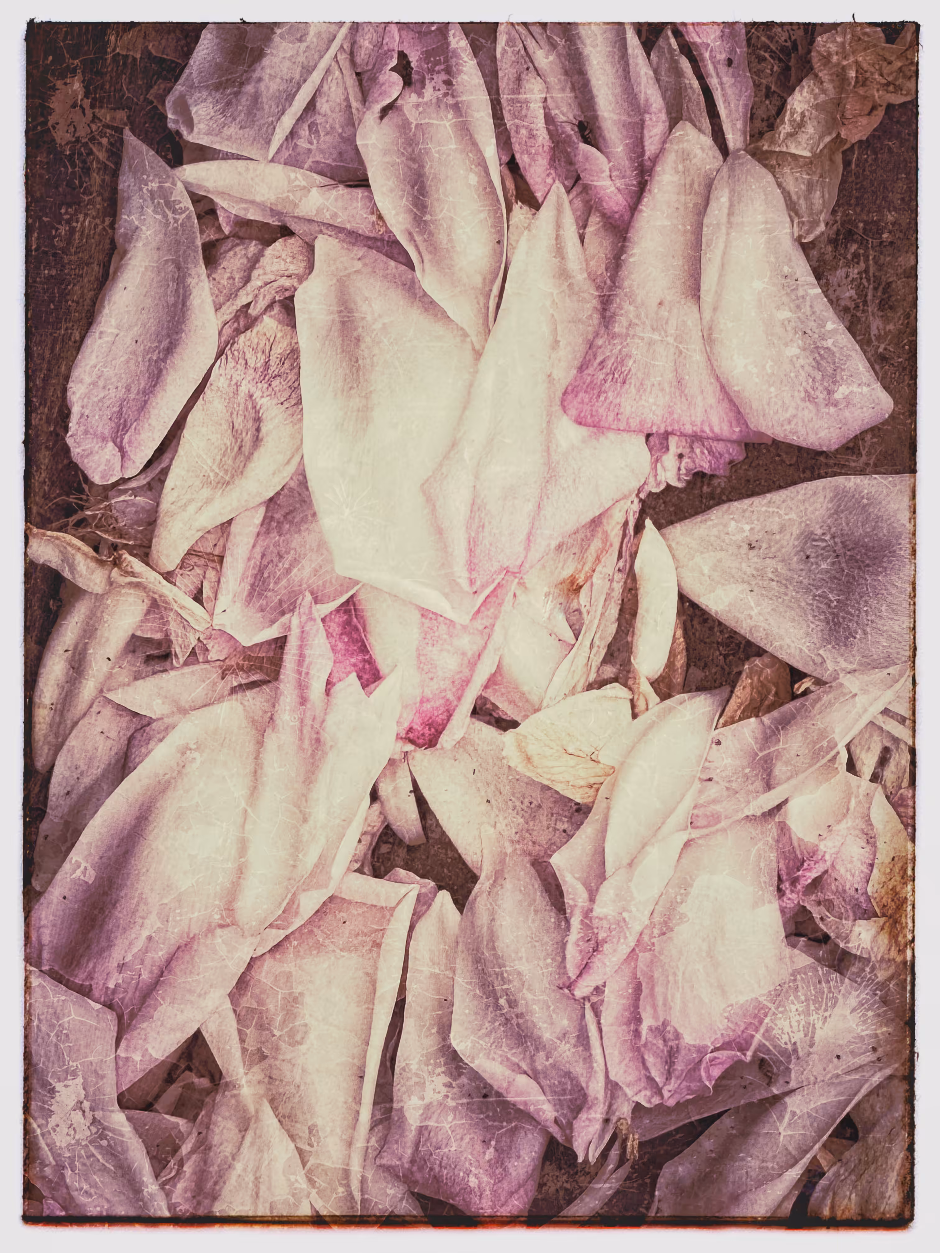 "The Scent of Orange Blossoms"