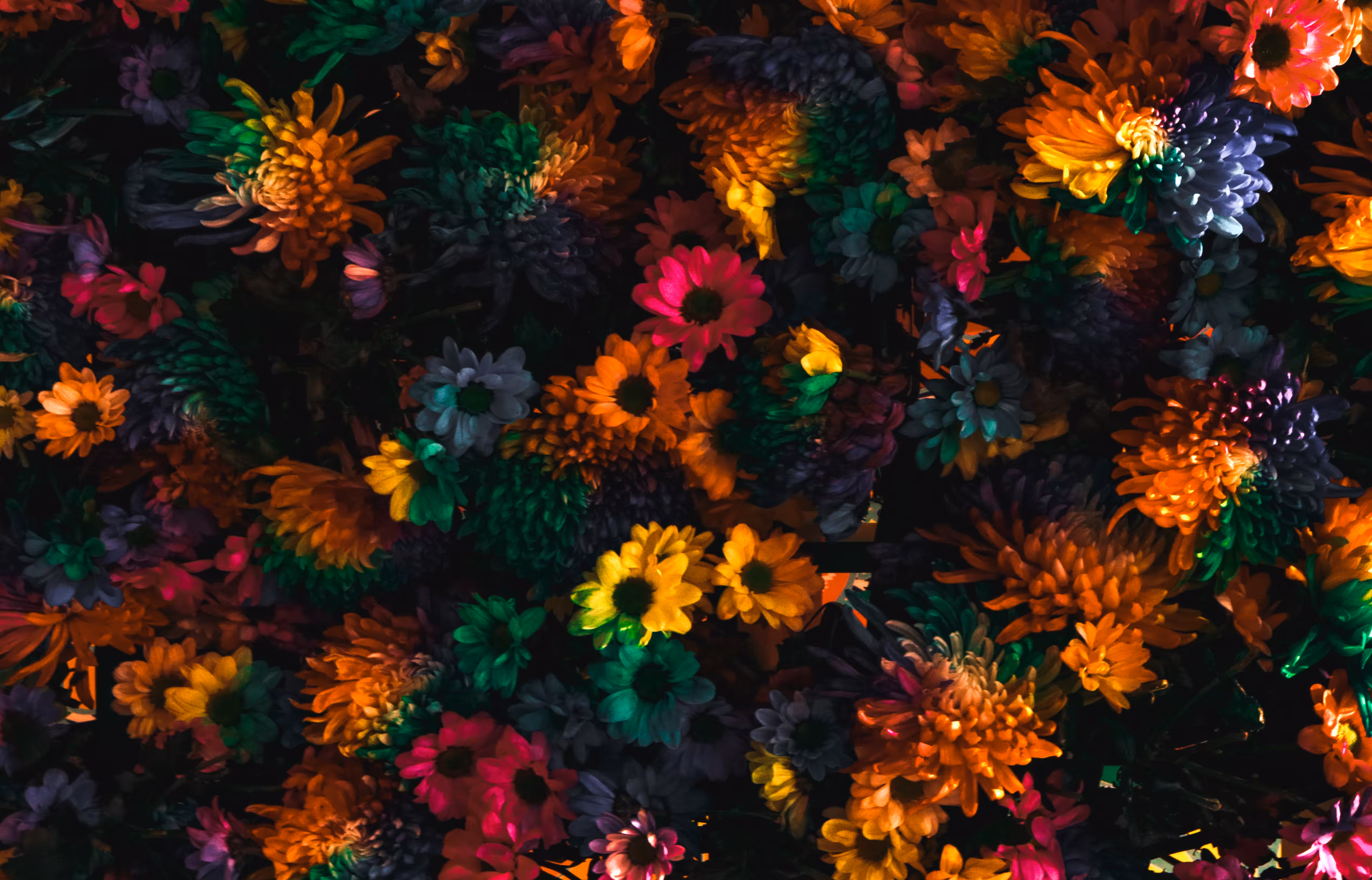 Mystery Flowers "Color/02"