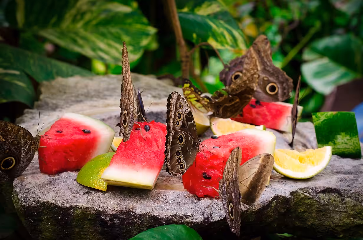 Butterflies
