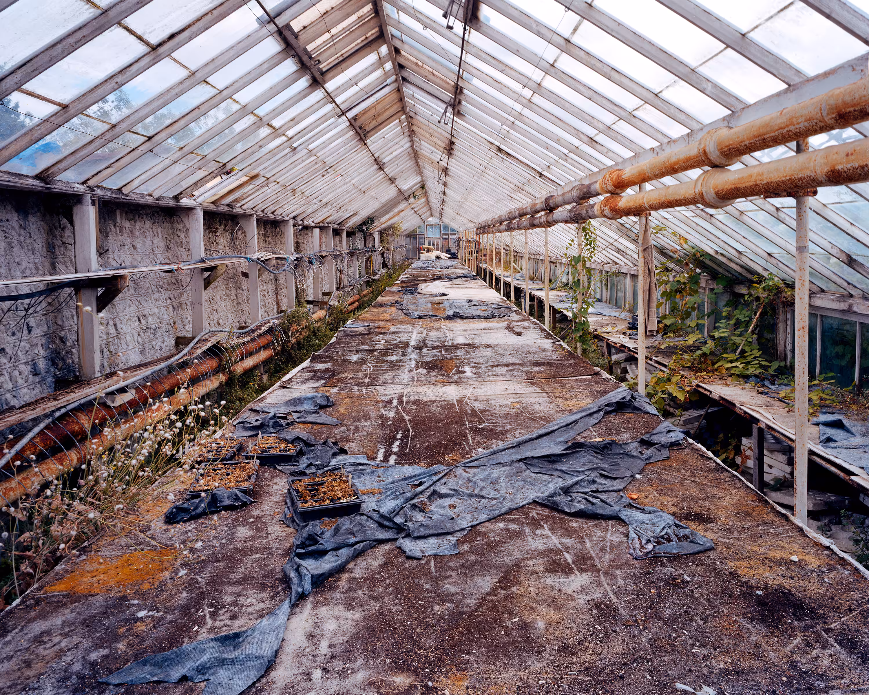 Bastard Countryside #39 Greenhouse