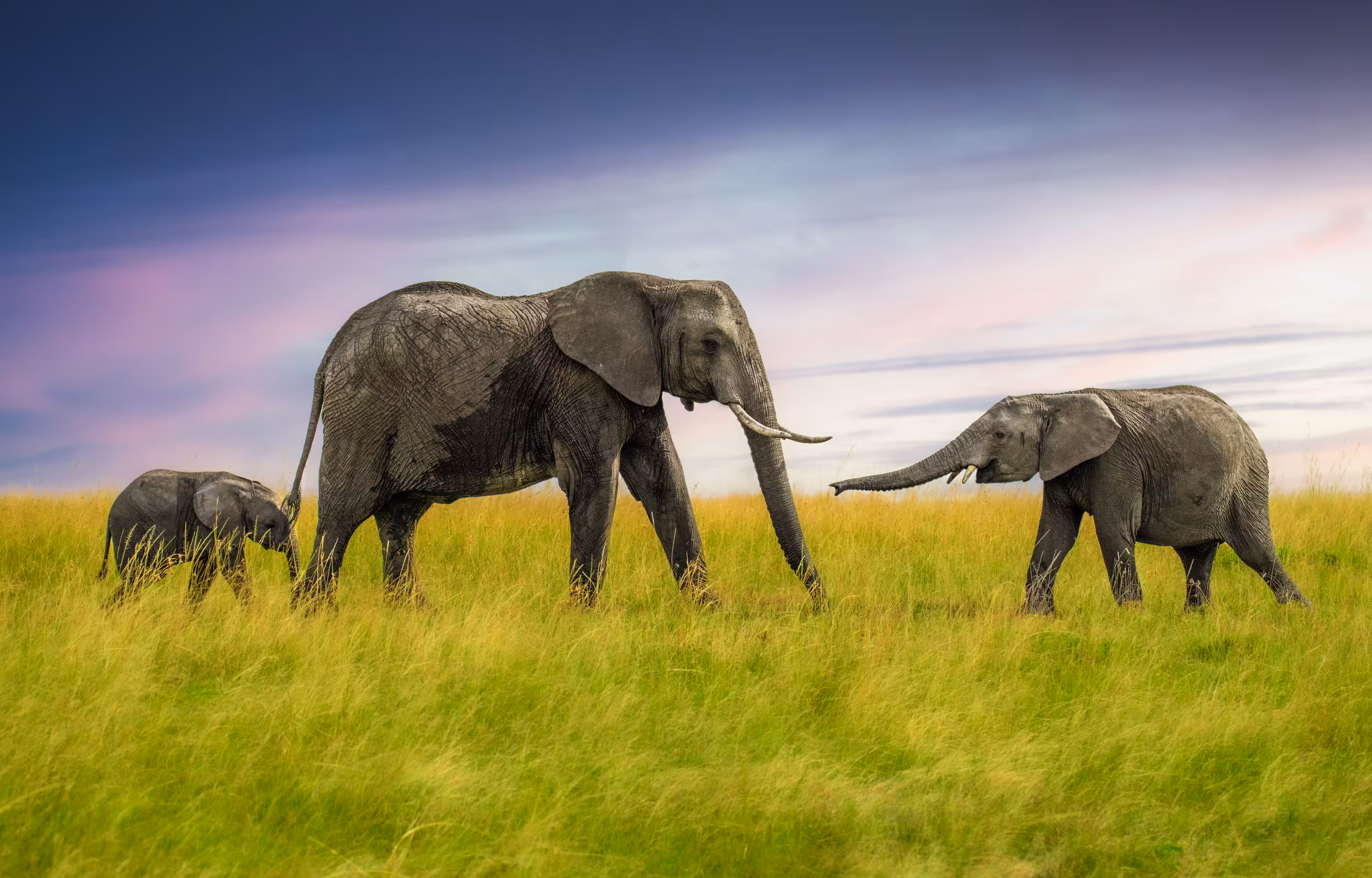 The Ancient Family