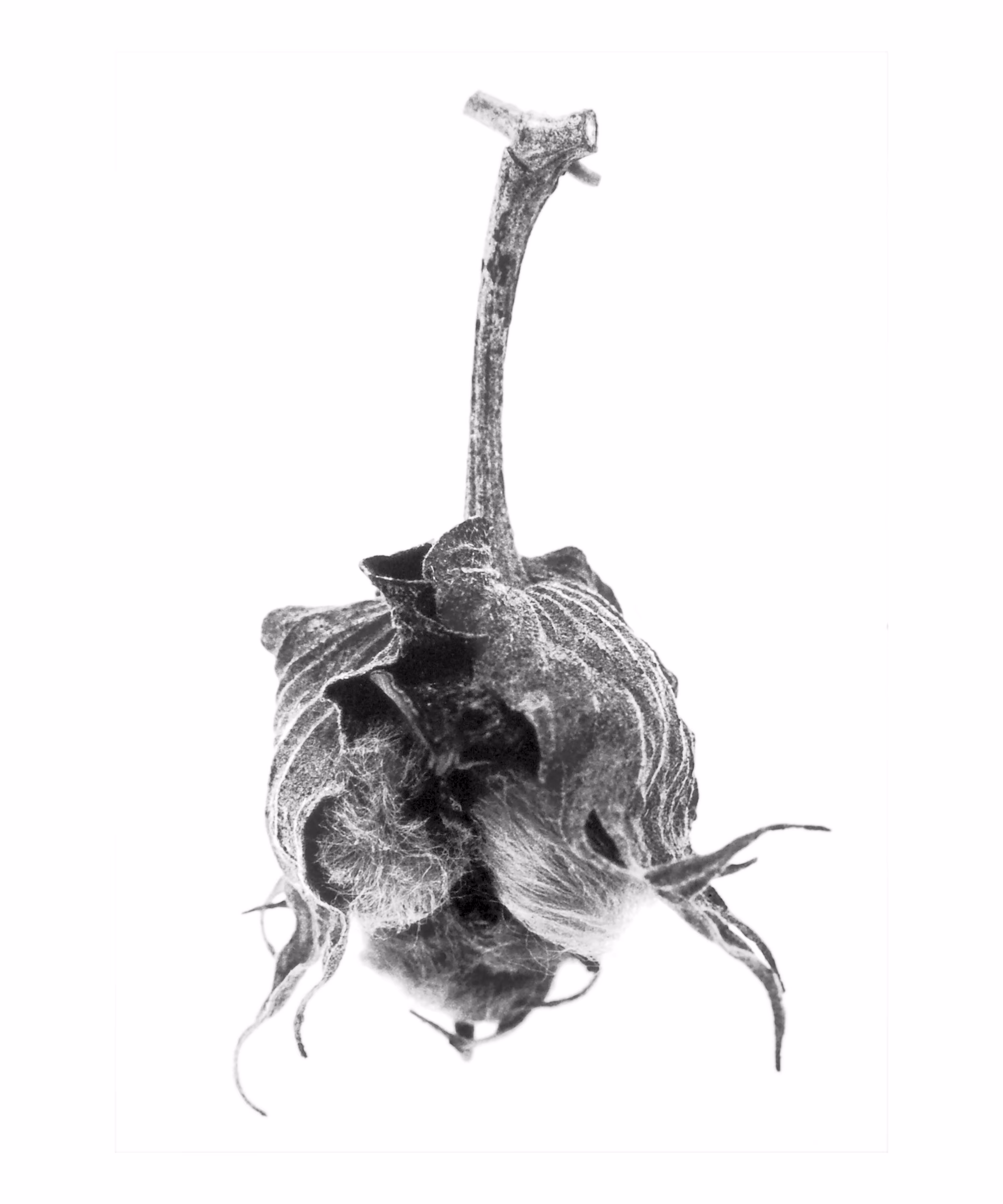 Hawaiian Cotton (Gossypium tomentosum No. 3)