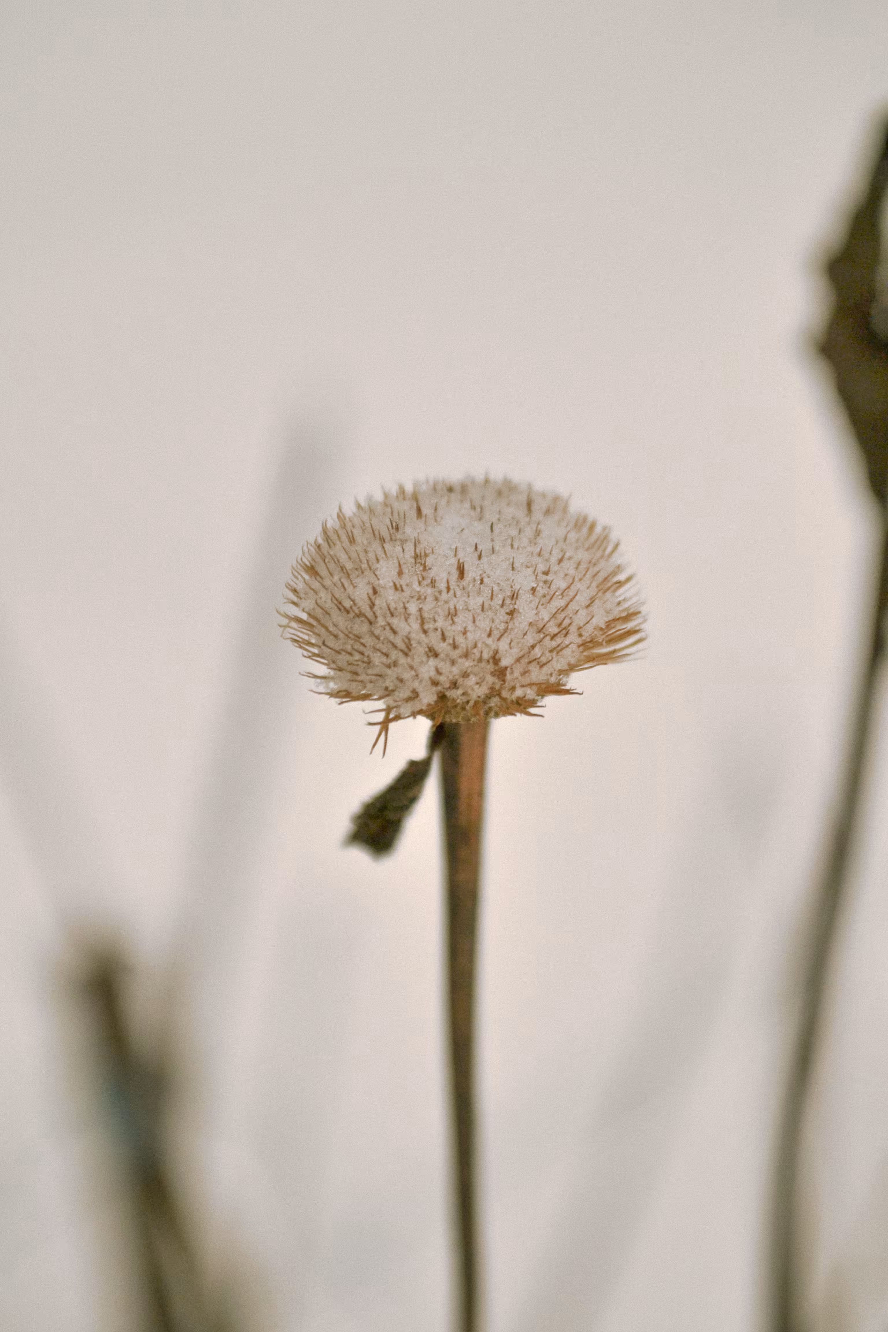 desolate field