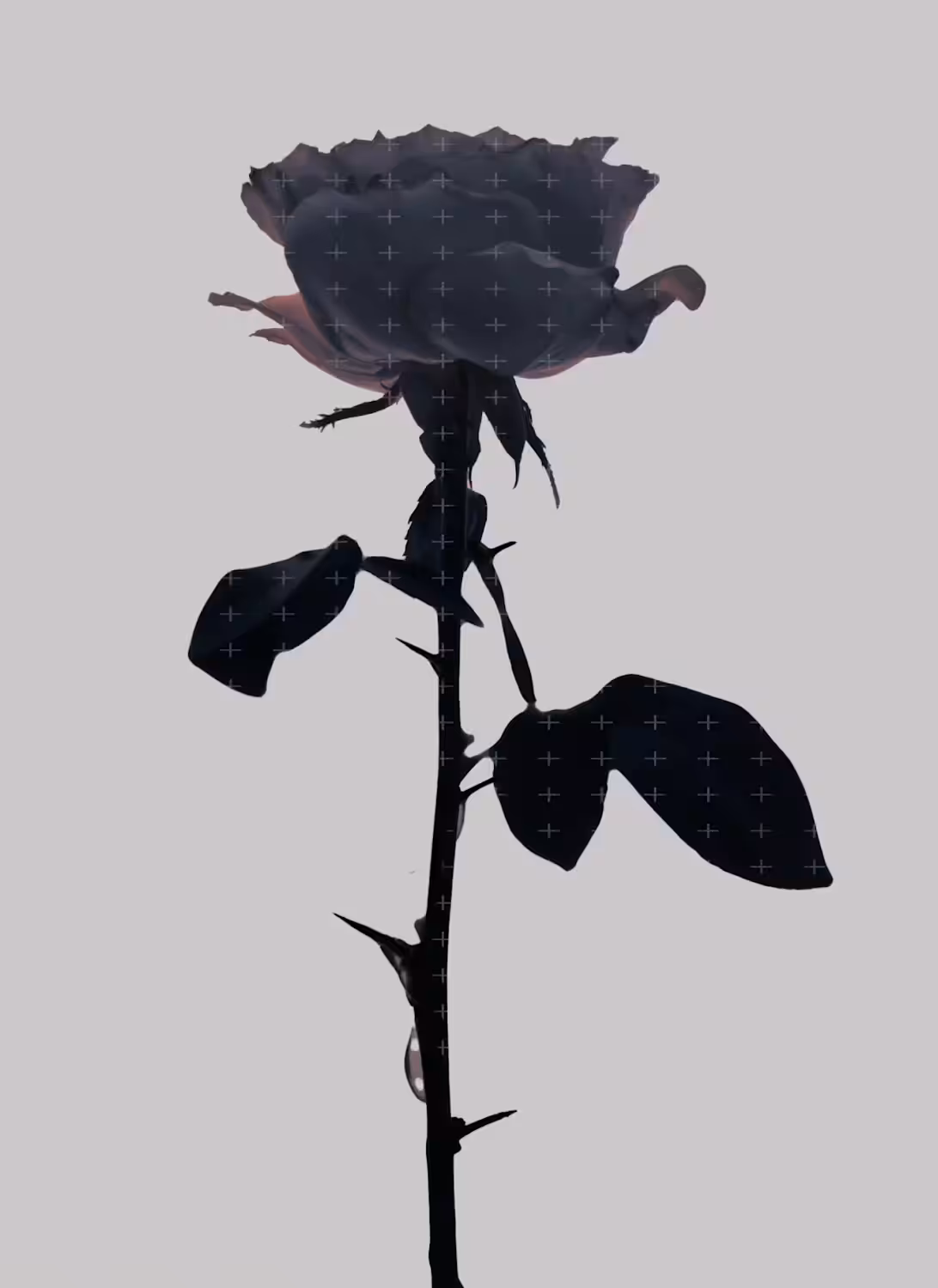 Flora 05