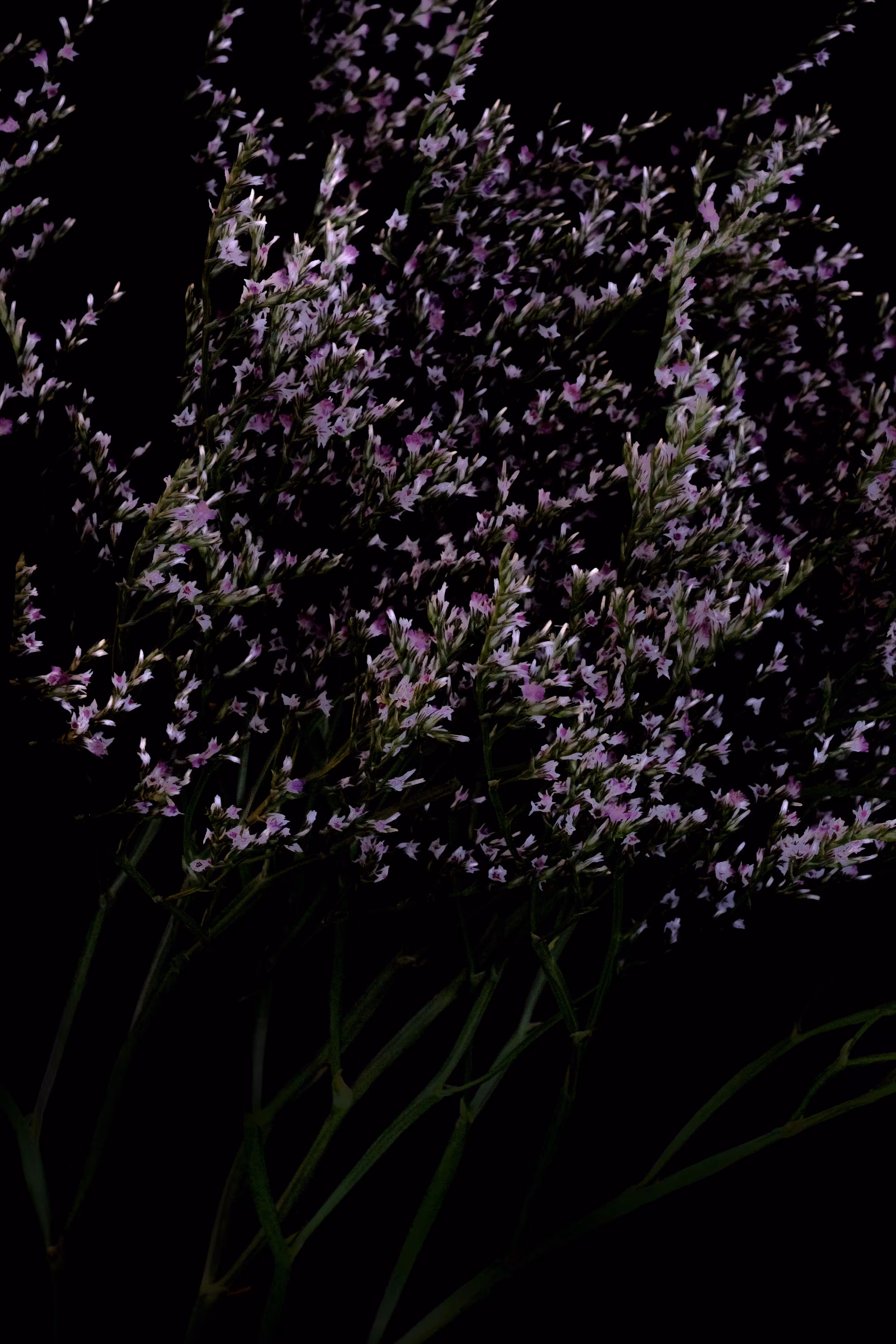 Plumbaginaceae