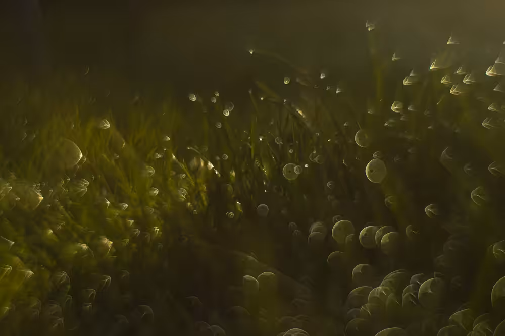The flare of a hundred dewdrops
