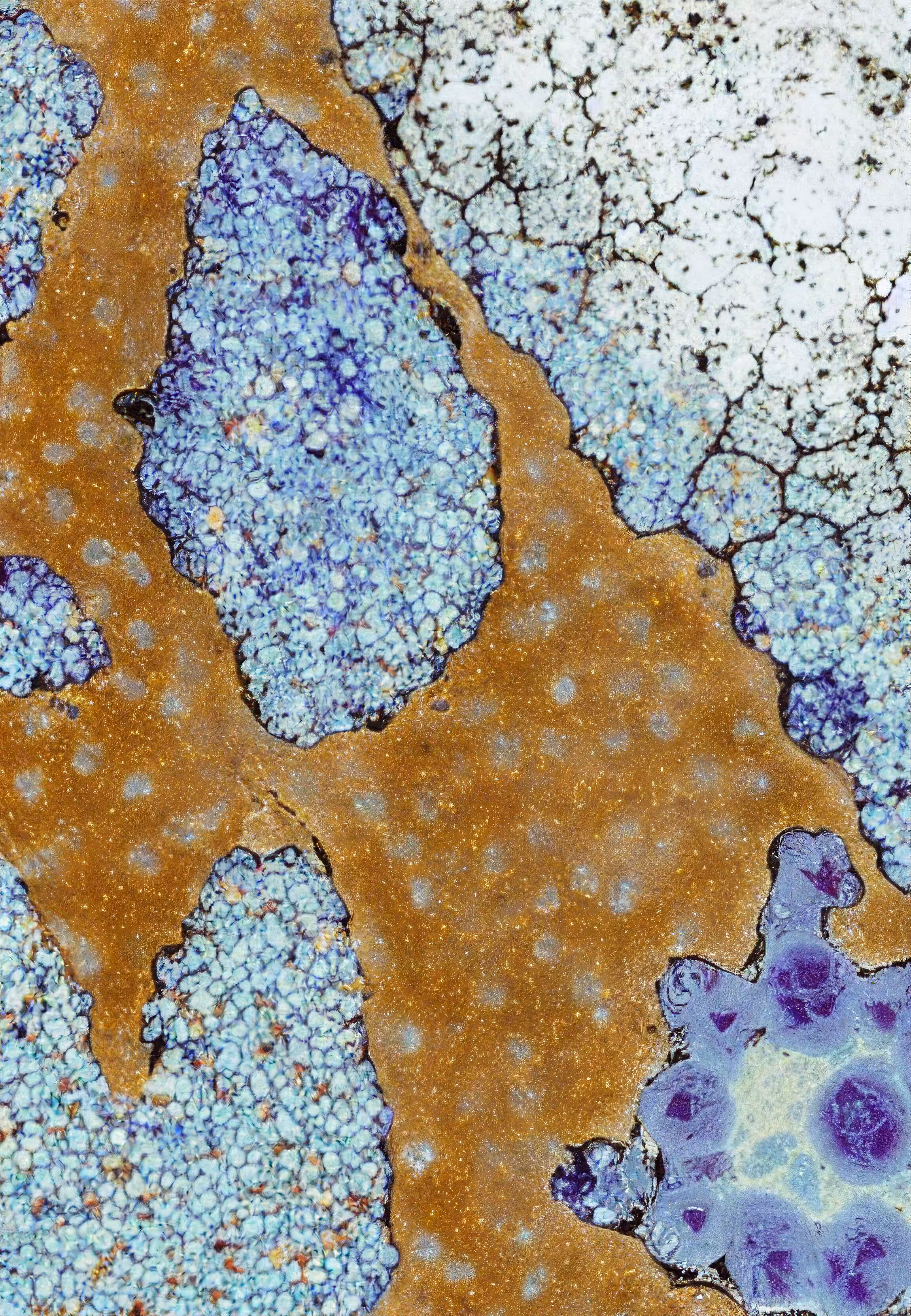 Histologia In Silico #253
