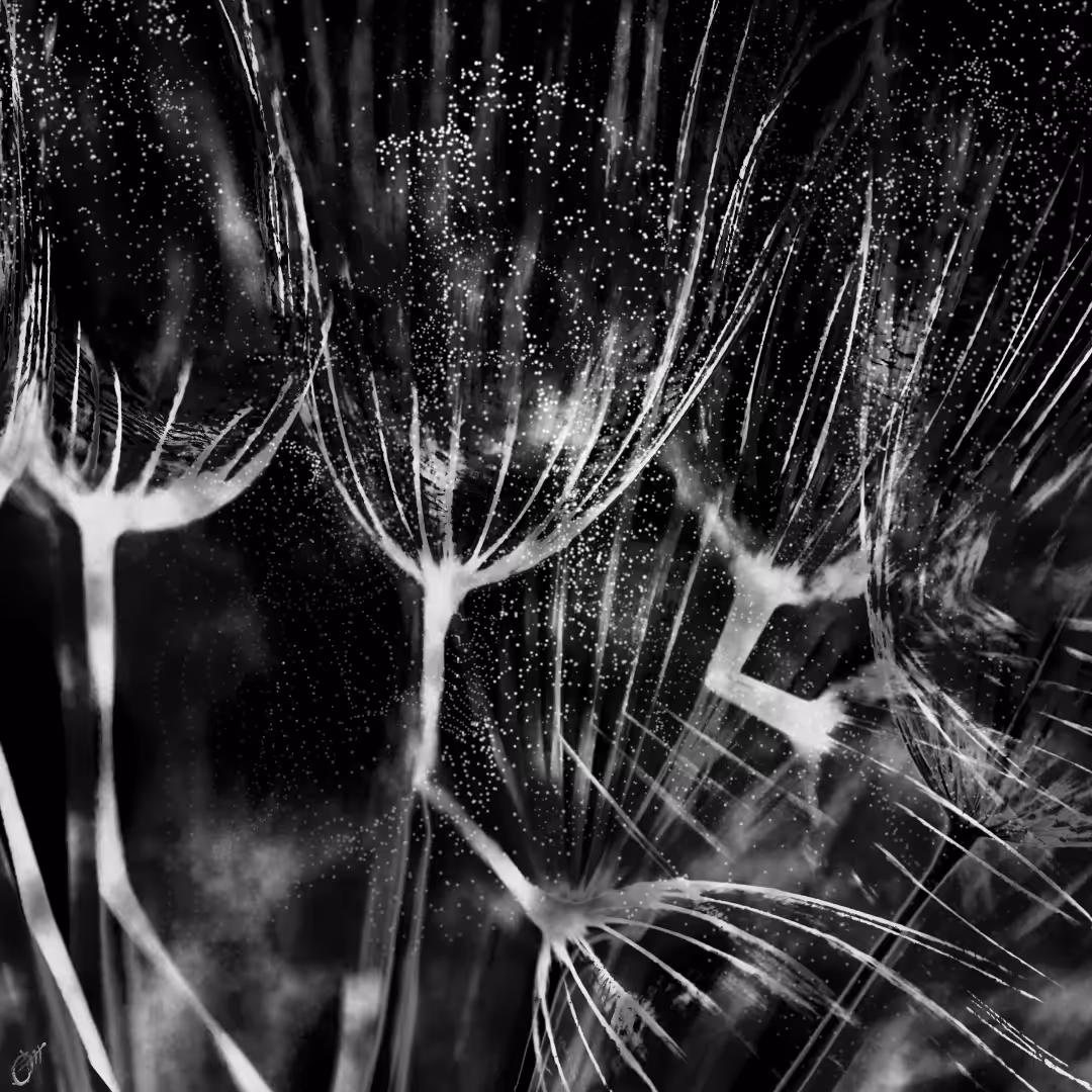 Dandelion reflection