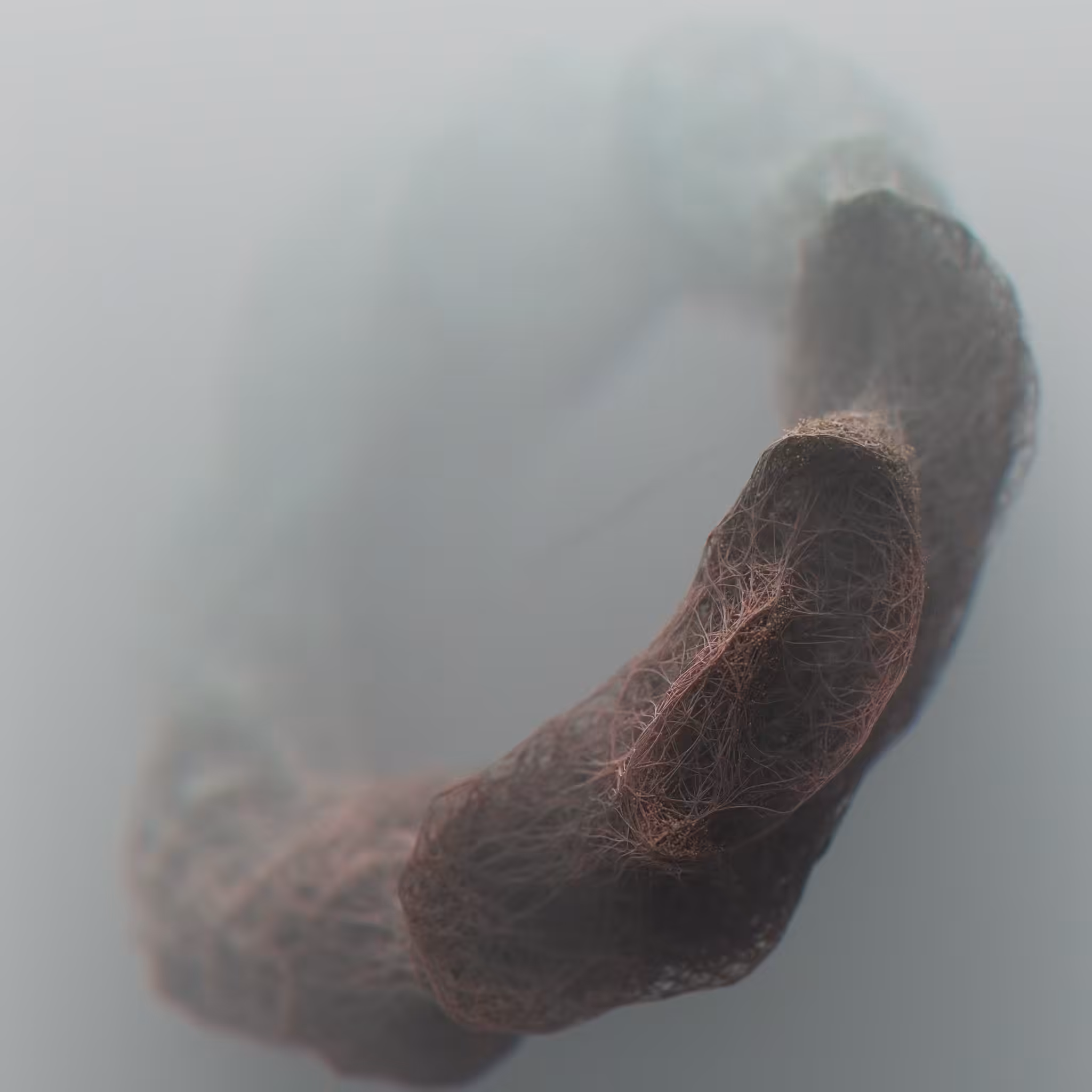 Rhinotillexomania_5x10
