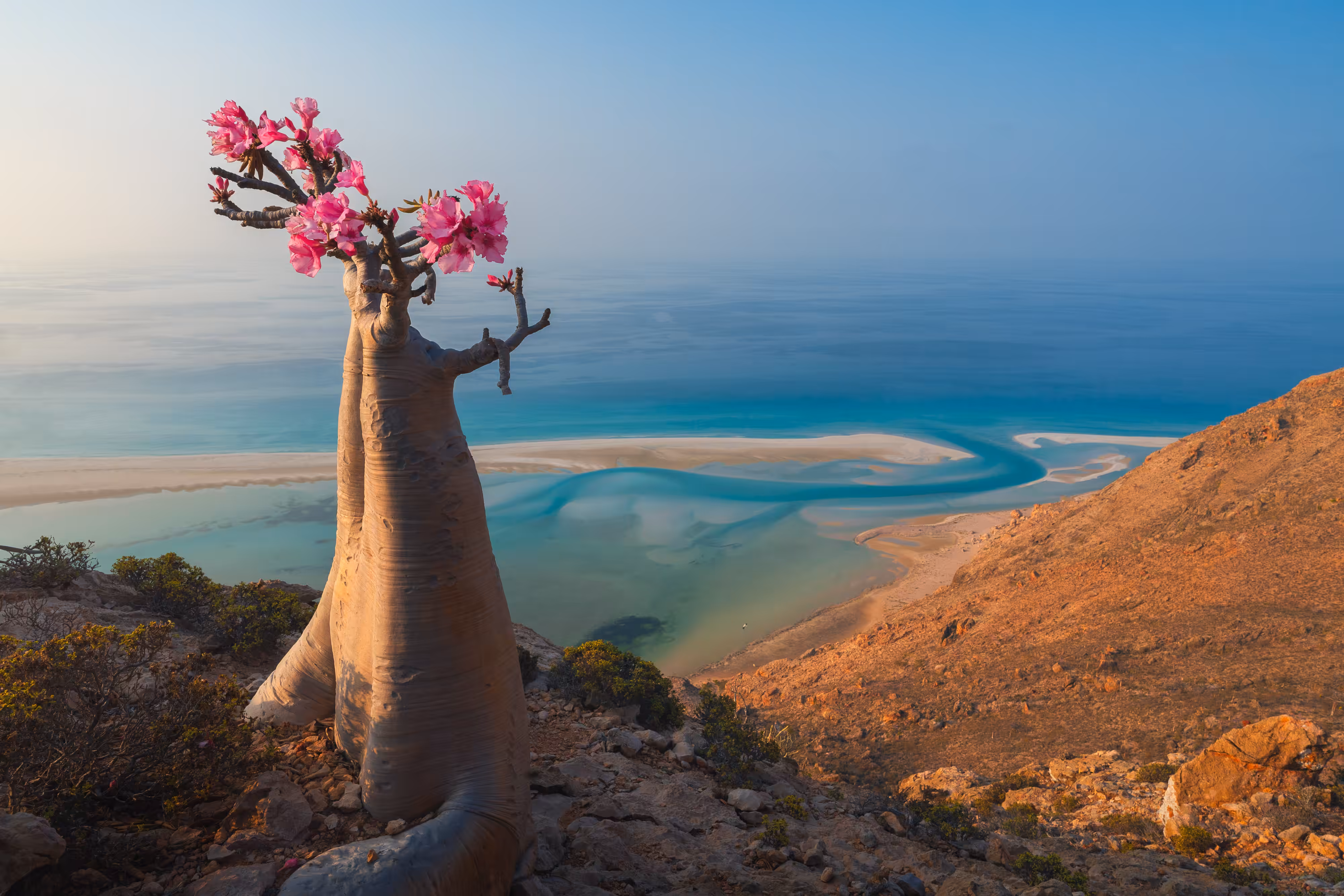 Desert Rose