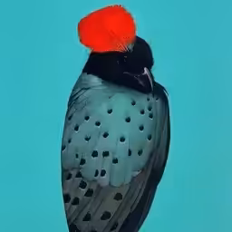 The Bird of Chance and The Law of Flight Without Reason