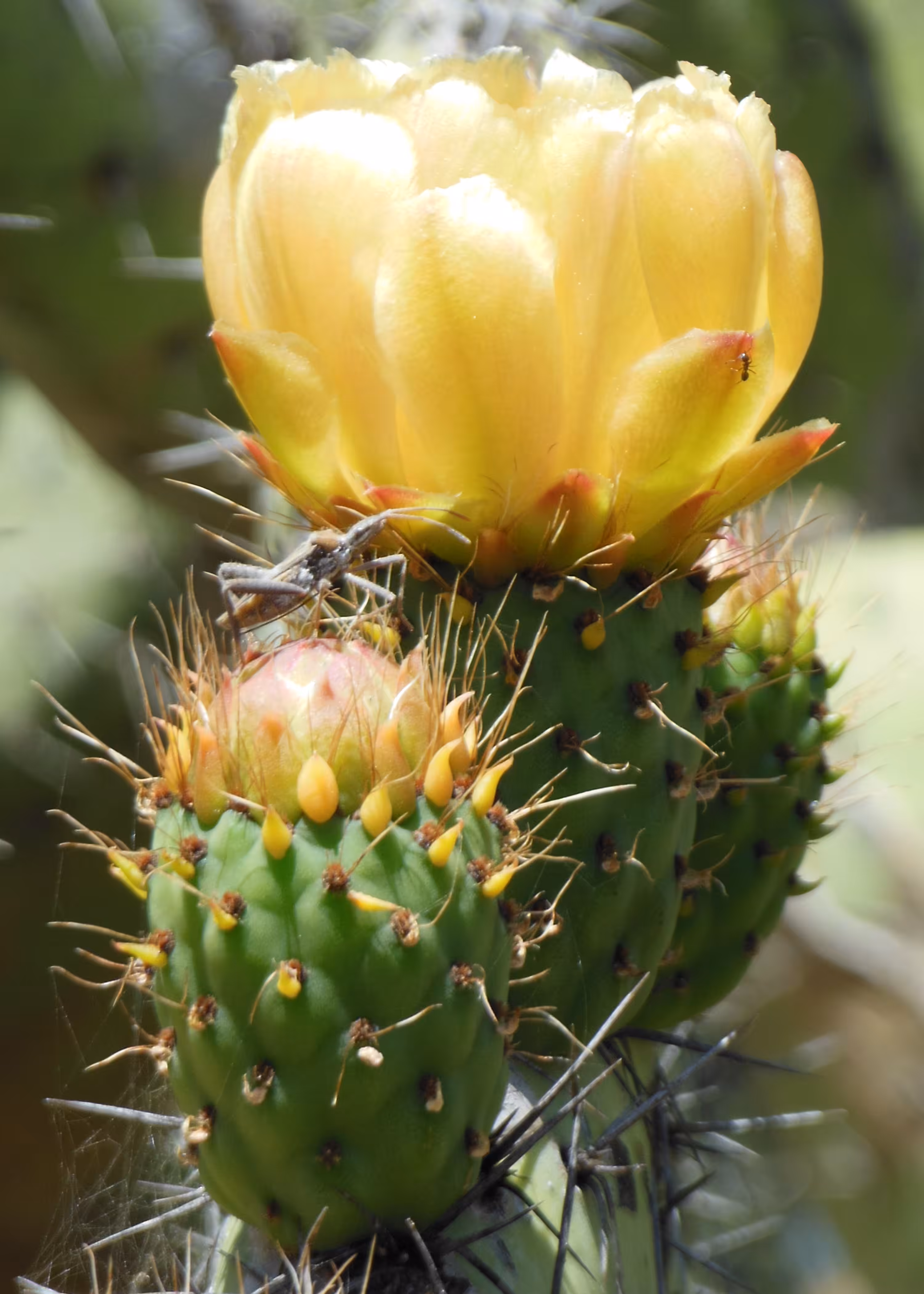 Prickly Pair