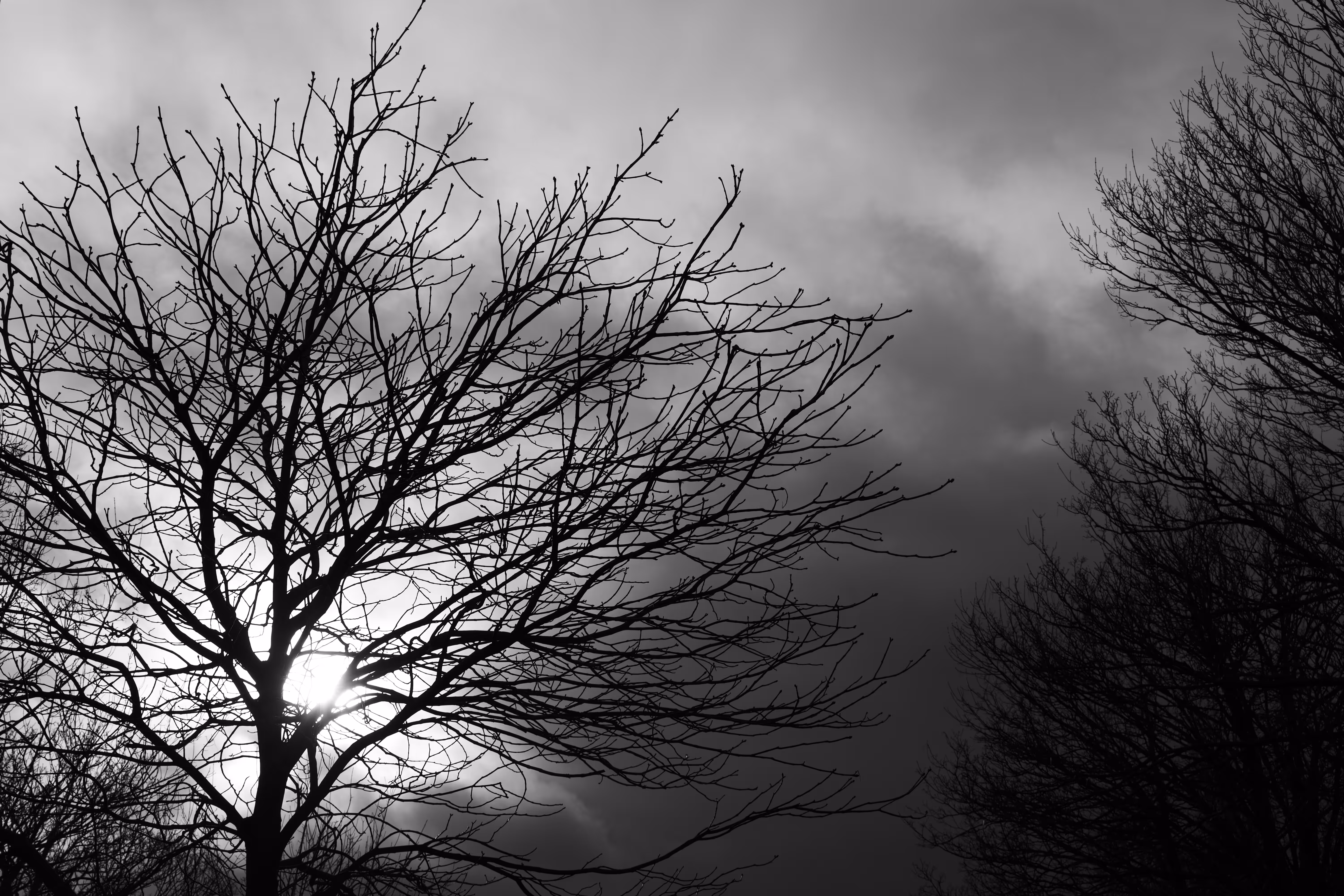 The Tree 