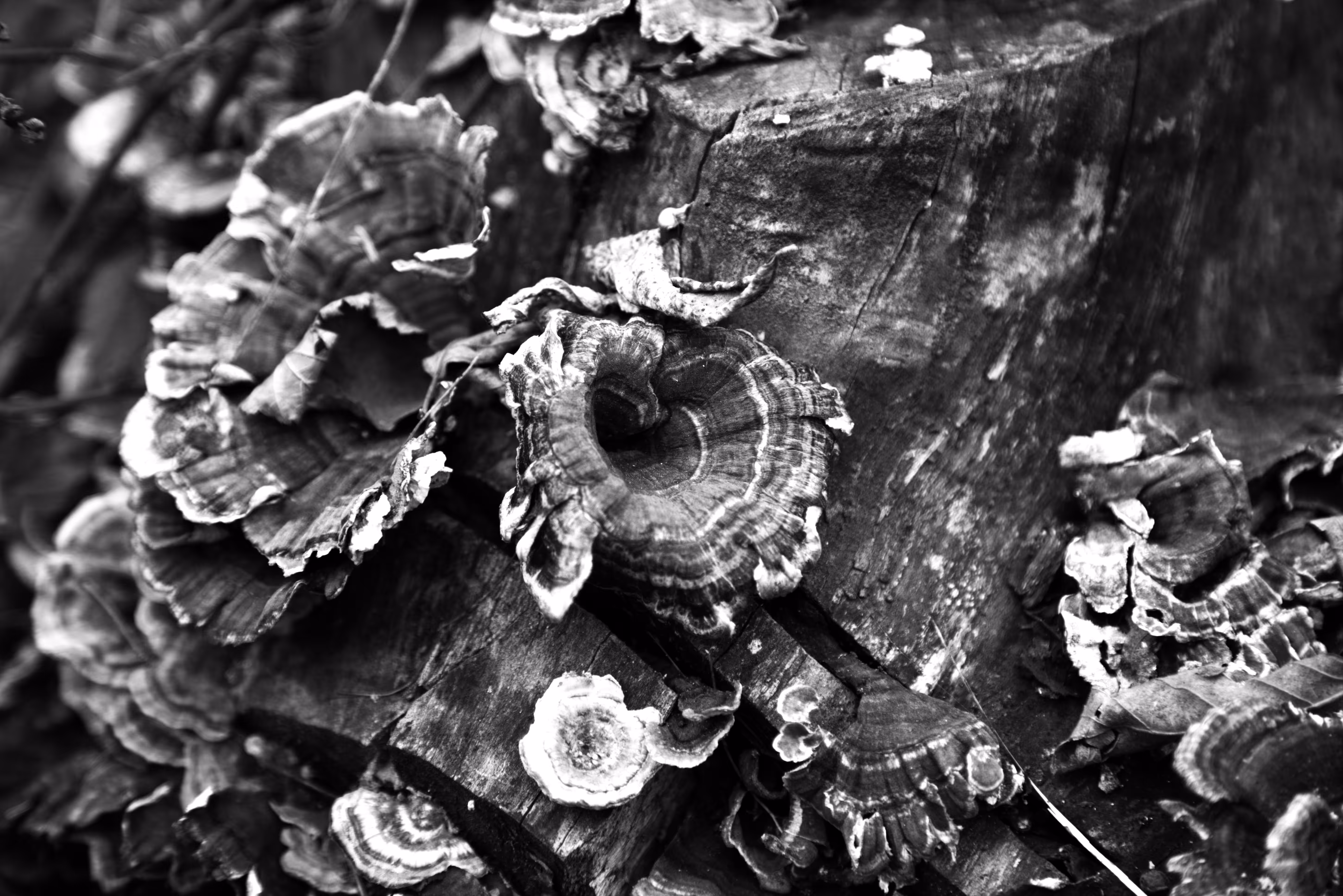 MUSHROOM