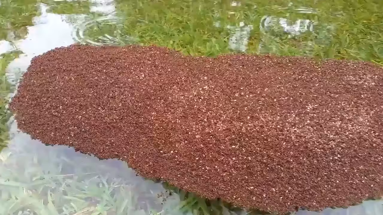 Fire Ants