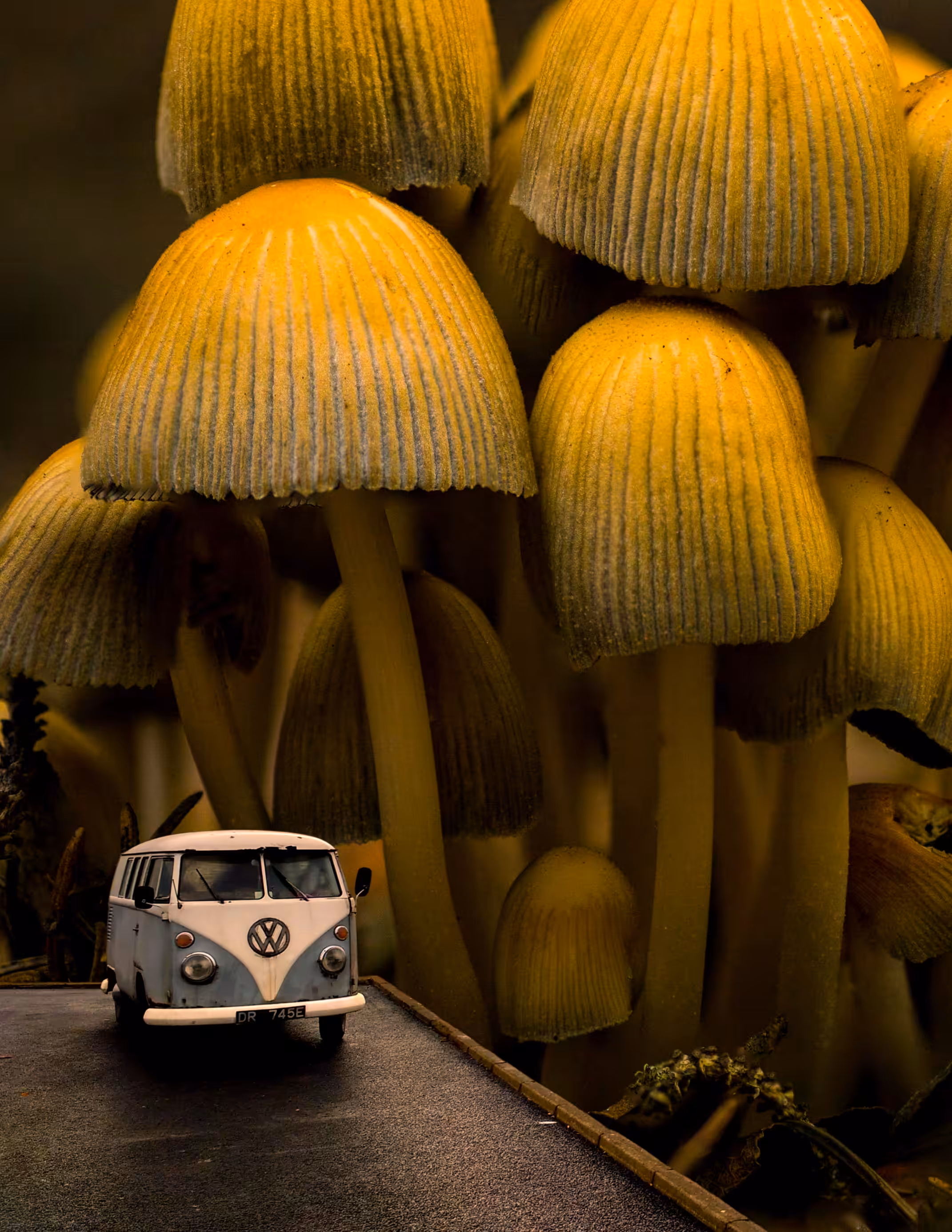 The Magic World 🍄