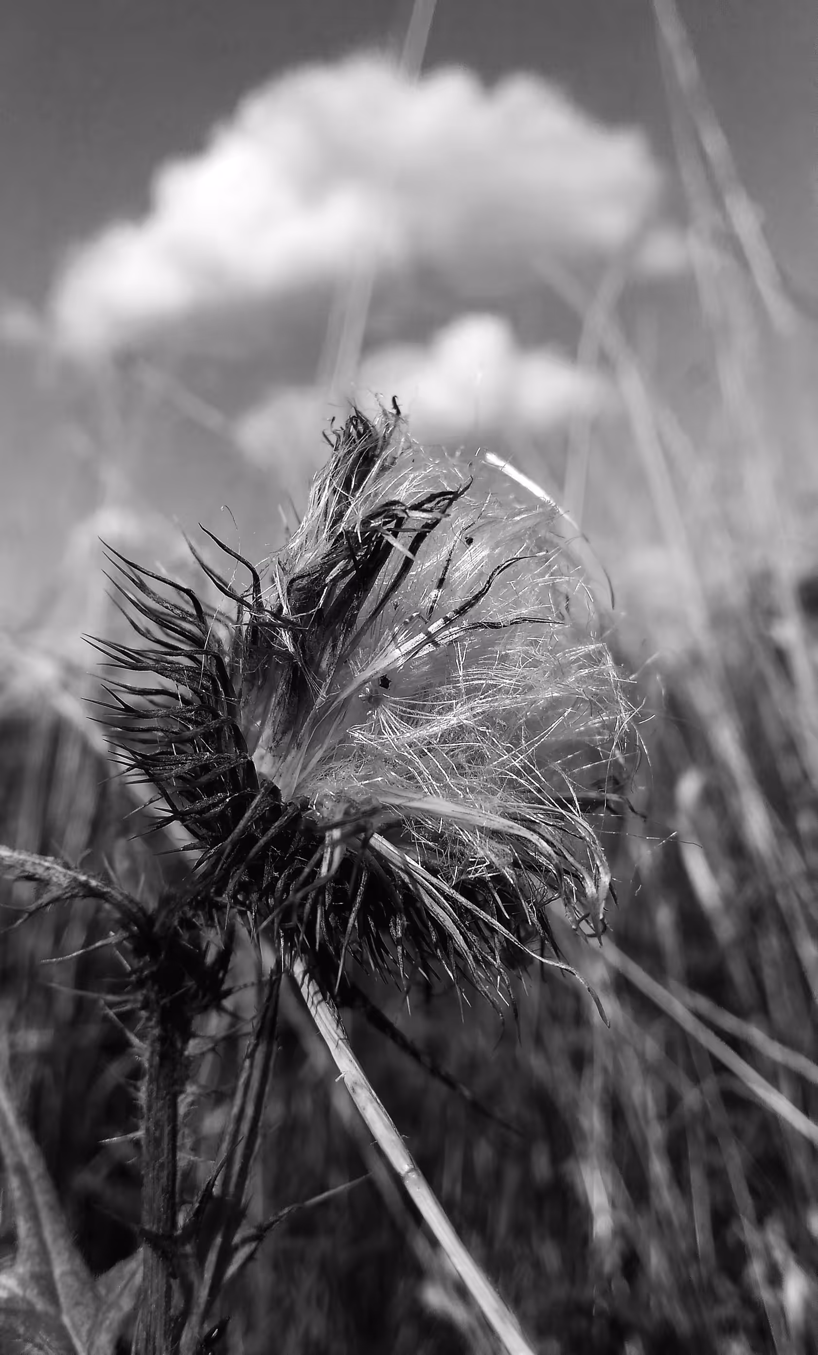 f L U f F e D  or  fluffed nature